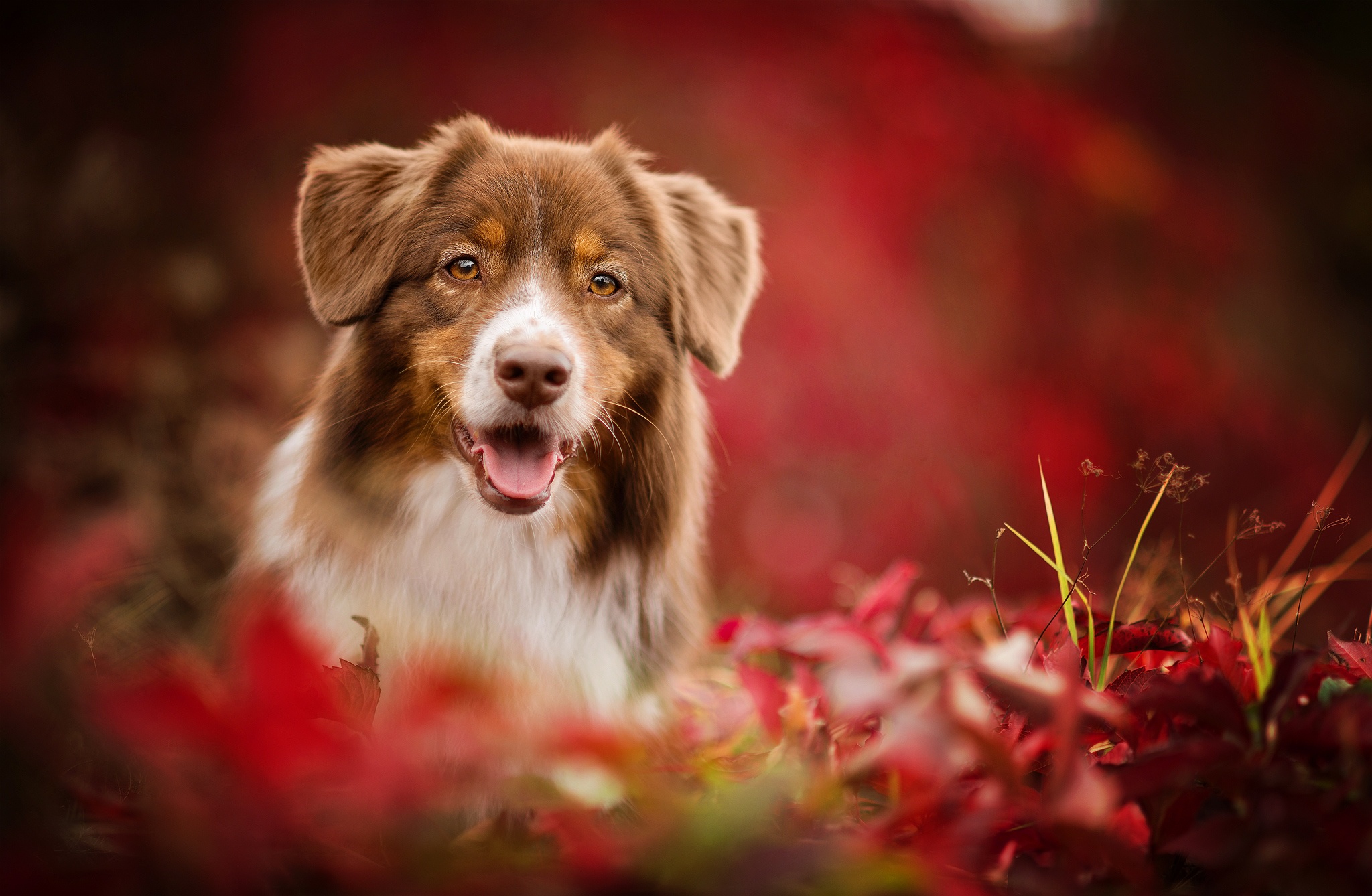Free download wallpaper Dogs, Dog, Muzzle, Blur, Fall, Animal, Australian Shepherd on your PC desktop