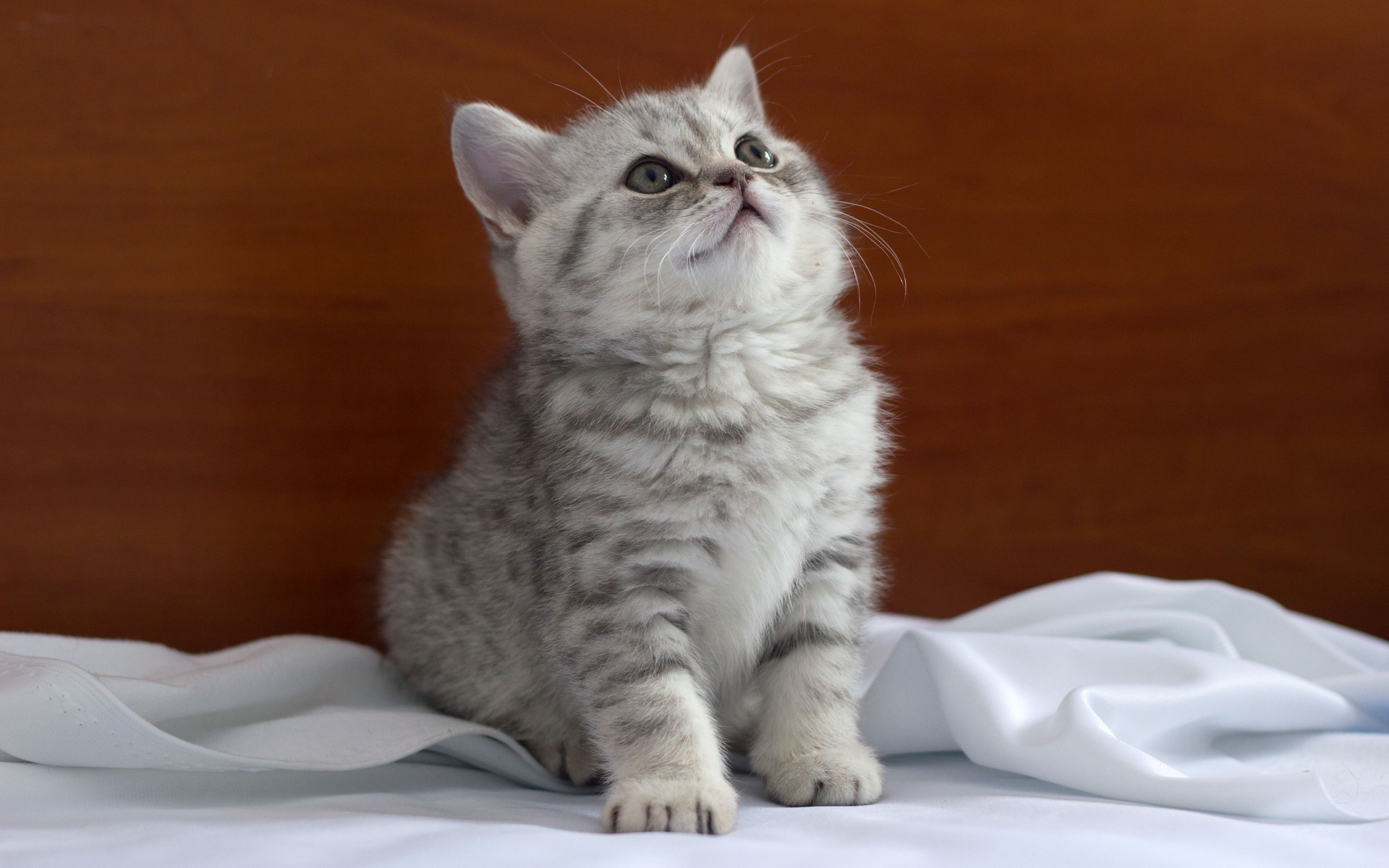 Descarga gratis la imagen Gatito, Gato, Gatos, Animales, Lindo en el escritorio de tu PC