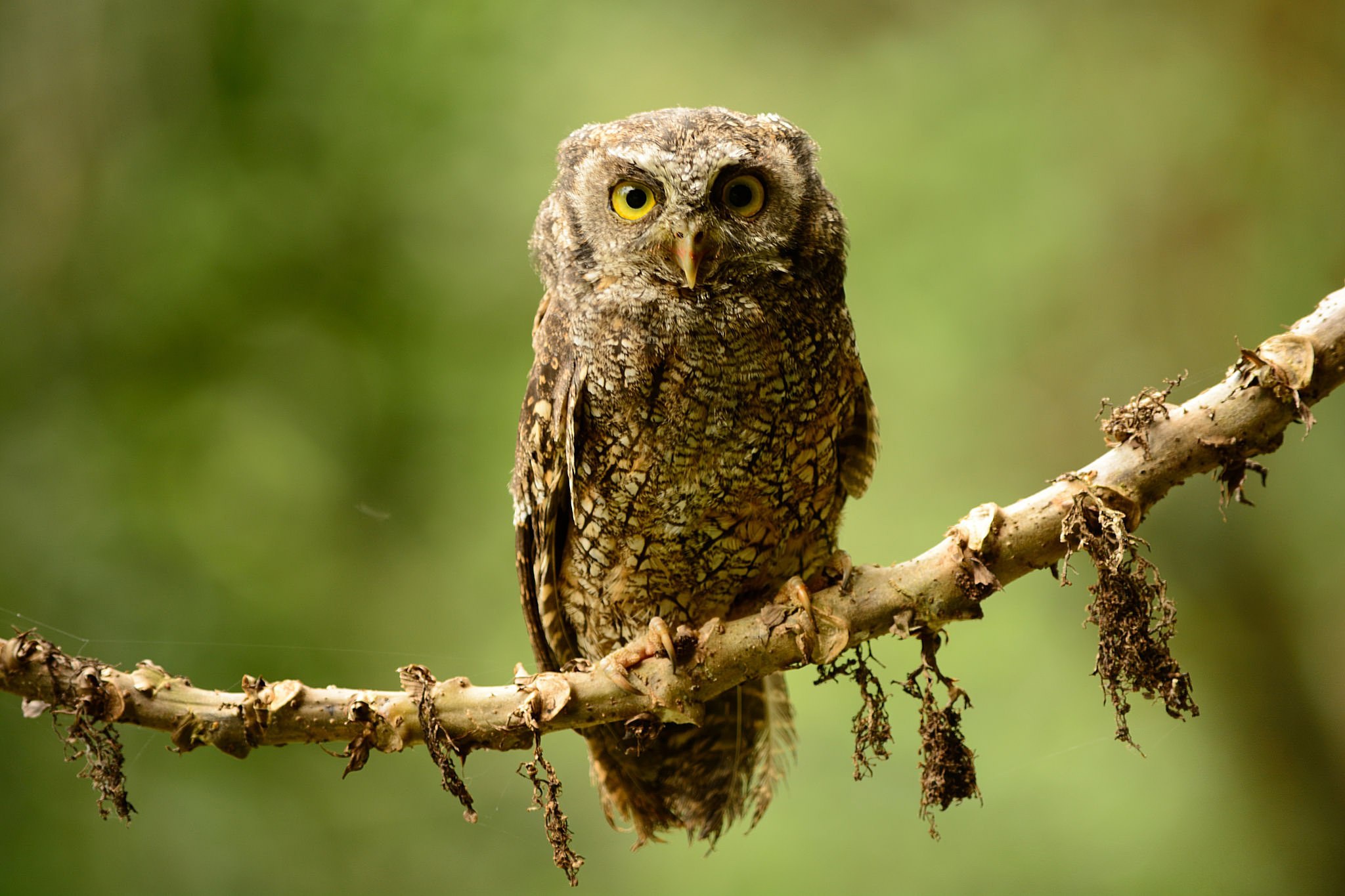 Laden Sie das Tiere, Vögel, Eule, Vogel, Starren-Bild kostenlos auf Ihren PC-Desktop herunter