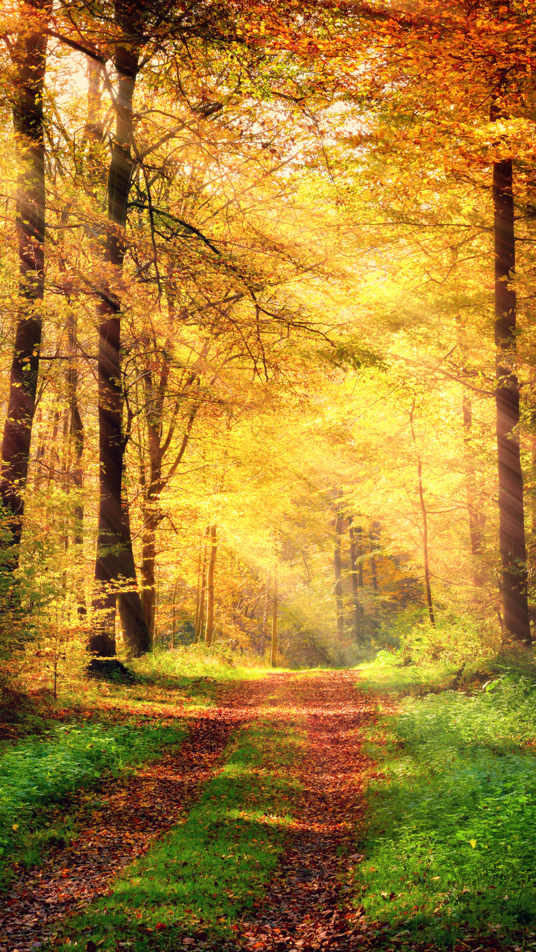 Download mobile wallpaper Forest, Fall, Photography, Sunbeam, Sunbean for free.