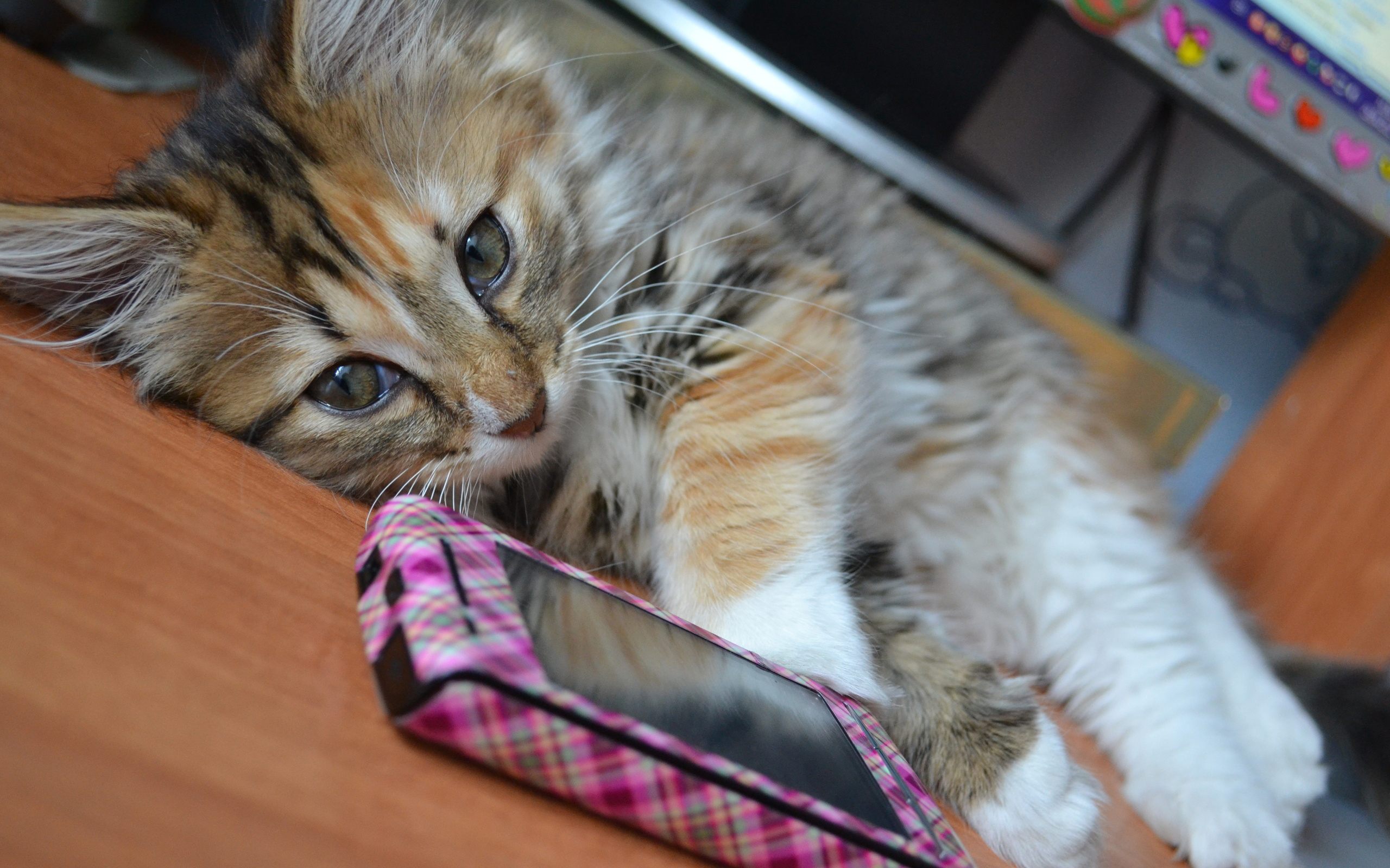 Скачать картинку Животные, Кошки (Коты Котики) в телефон бесплатно.