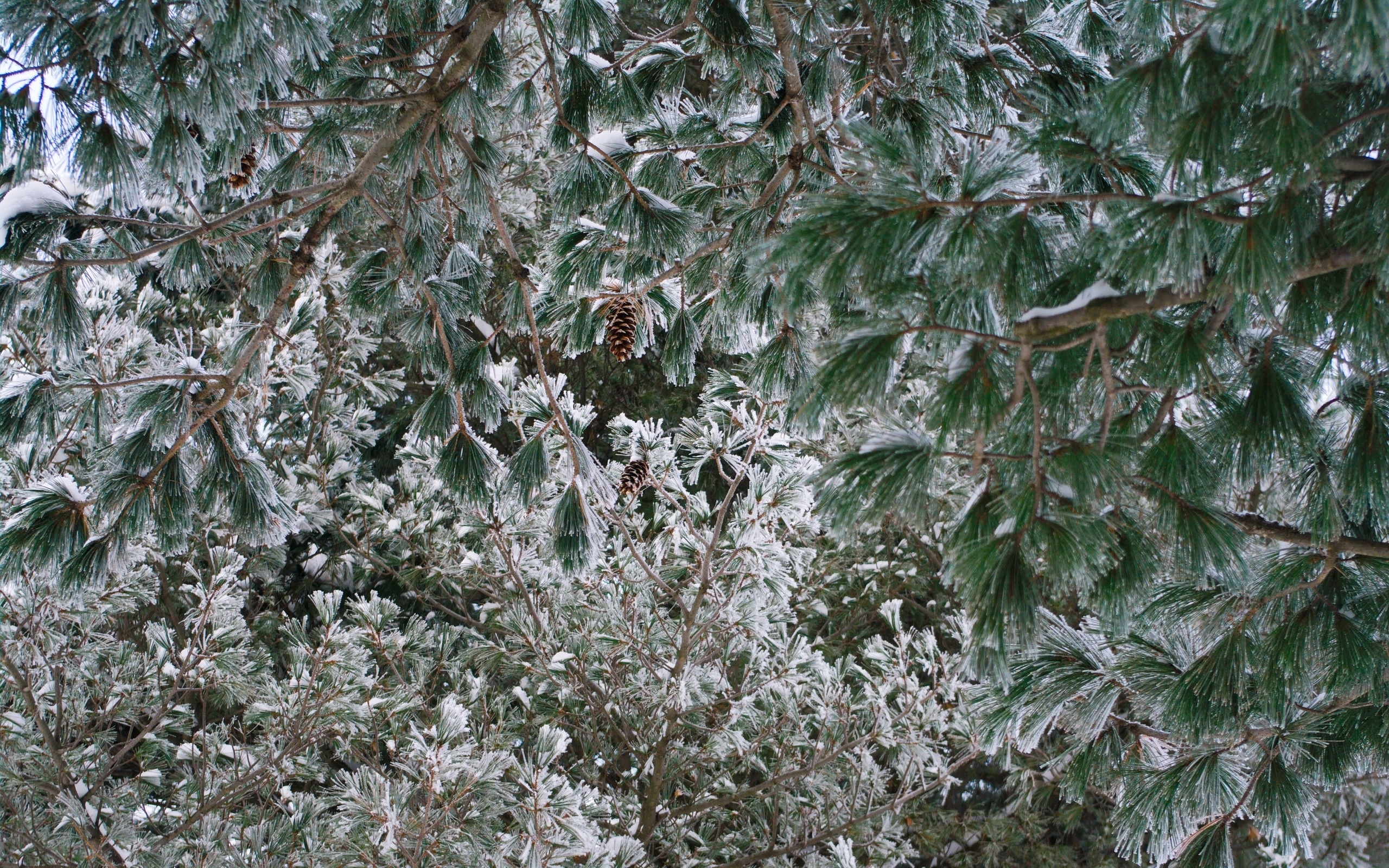 Baixar papel de parede para celular de Inverno, Terra/natureza gratuito.