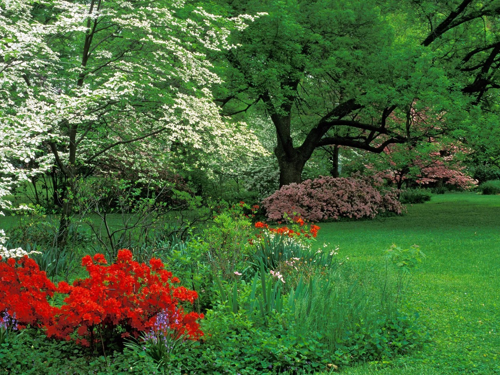 Free download wallpaper Bush, Flower, Park, Tree, Earth, Spring, Photography on your PC desktop