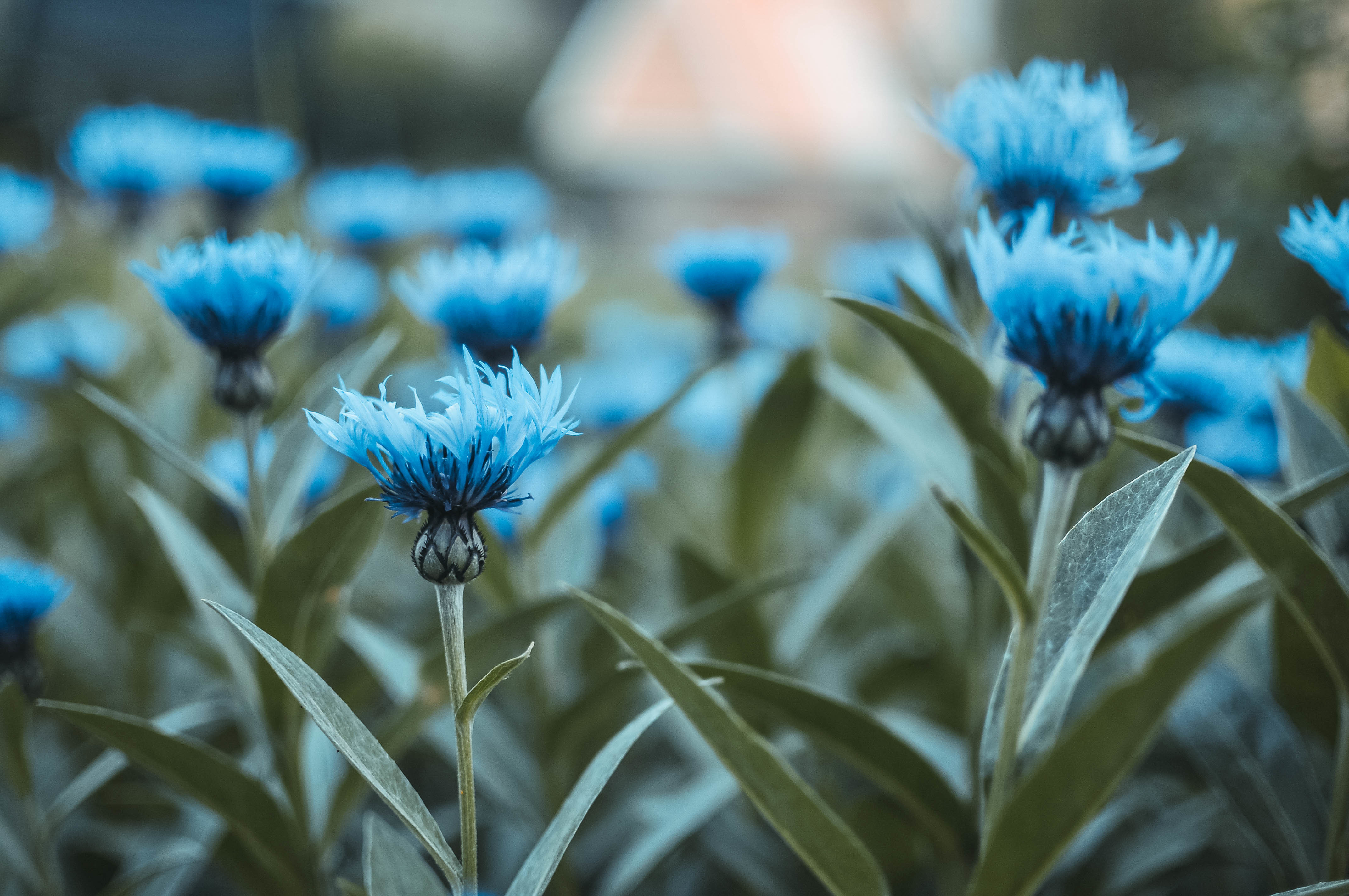 Handy-Wallpaper Blumen, Blume, Knospe, Erde/natur, Blaue Blume kostenlos herunterladen.