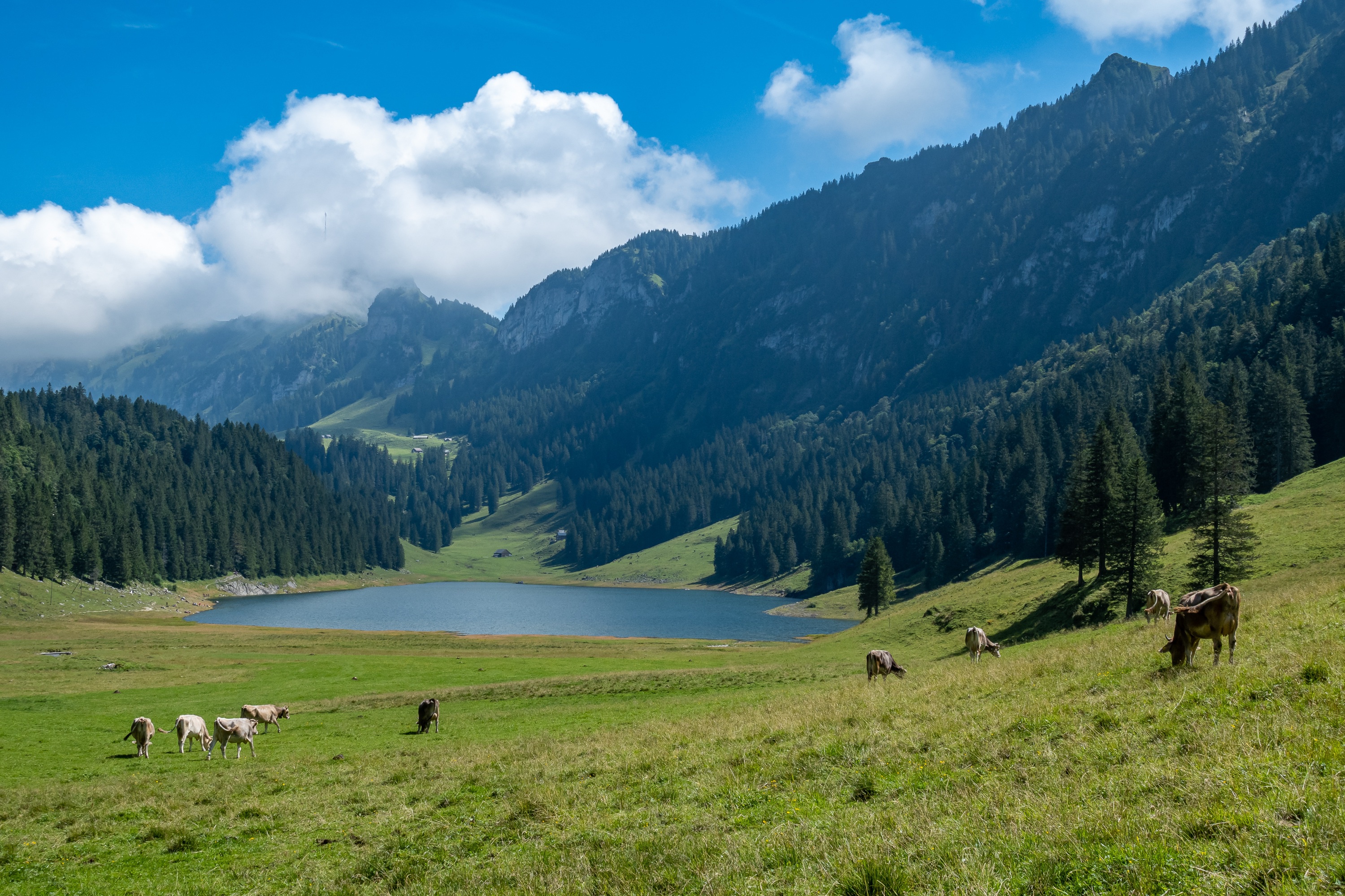 1002535 скачать обои животные, корова, альпы, стадо, луга, гора, пастбище - заставки и картинки бесплатно