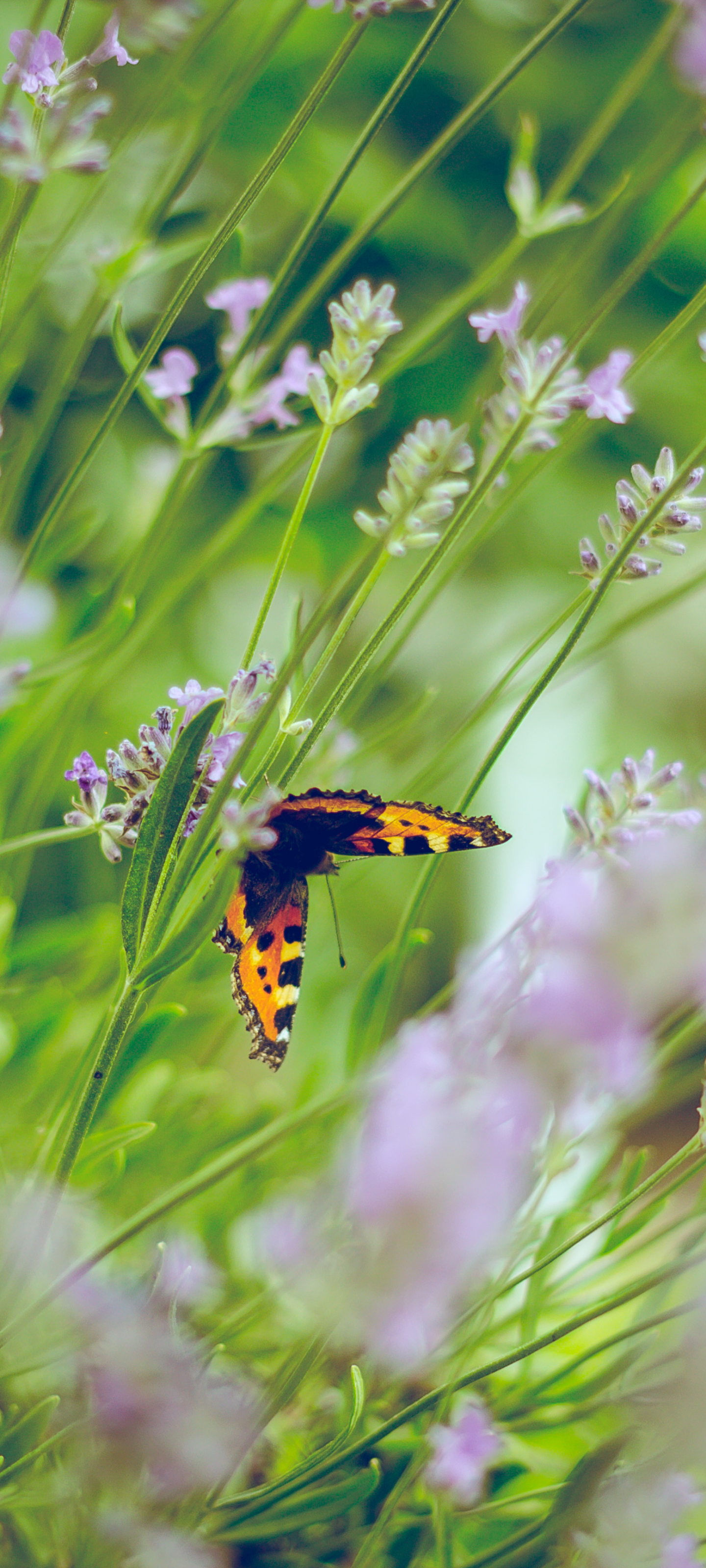 Download mobile wallpaper Flower, Insect, Butterfly, Animal for free.