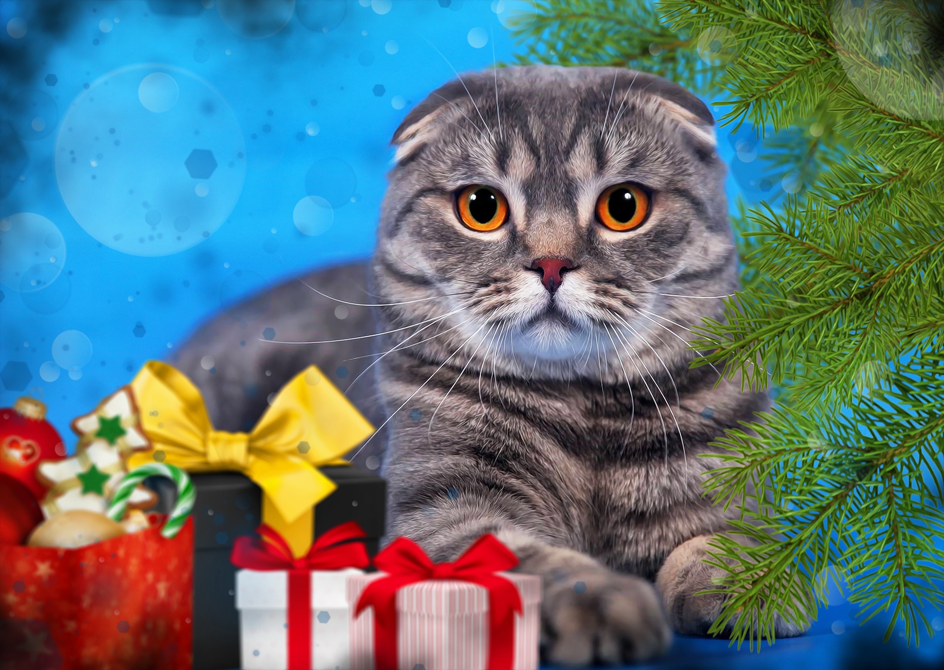 Free download wallpaper Cats, Cat, Animal, Gift, Stare on your PC desktop