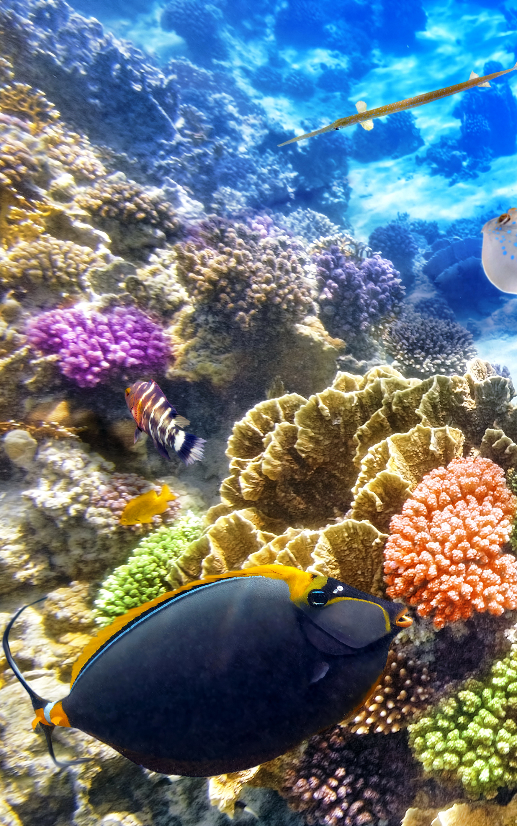 1184572 Hintergrundbild herunterladen tiere, fisch, stachelrochen, koralle, unterwasser, fische - Bildschirmschoner und Bilder kostenlos