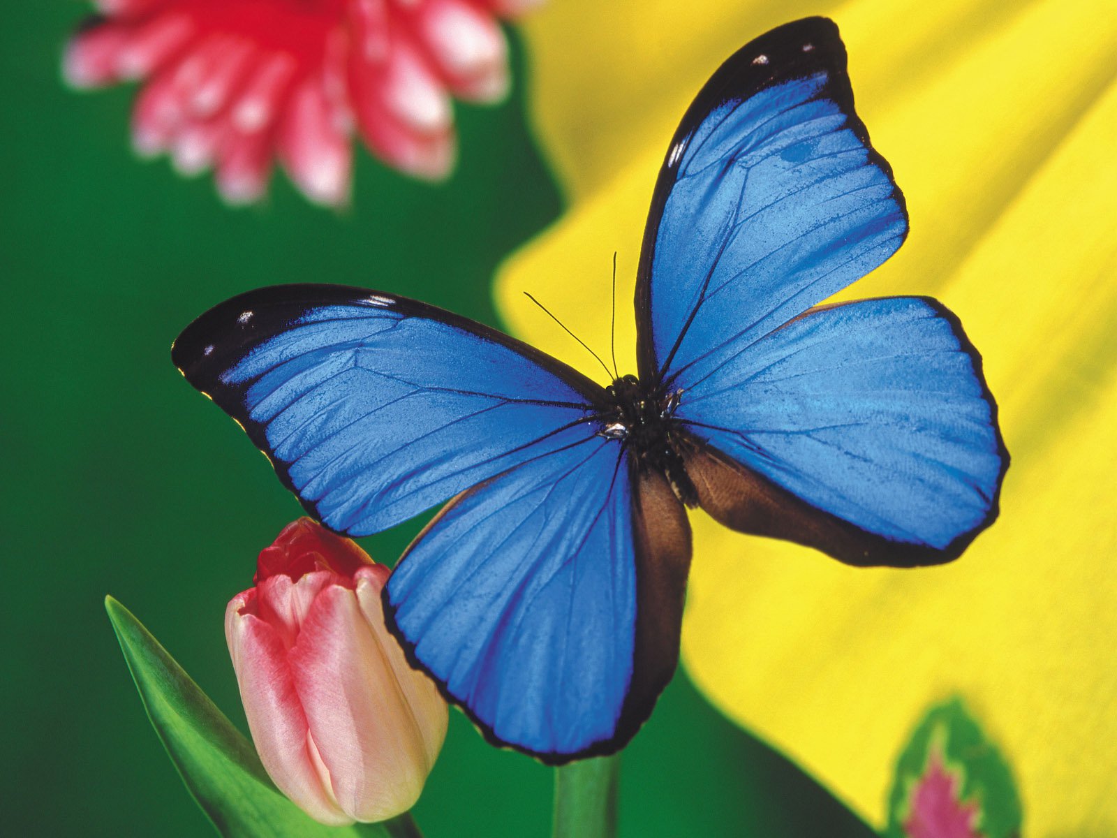 Завантажити шпалери безкоштовно Синій, Метелик, Тварина, Впритул картинка на робочий стіл ПК