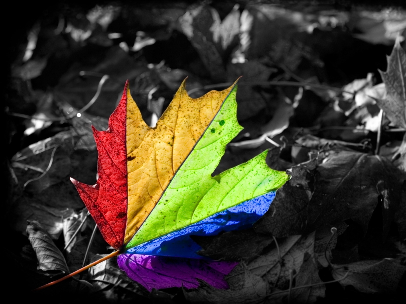 Free download wallpaper Background, Leaves on your PC desktop