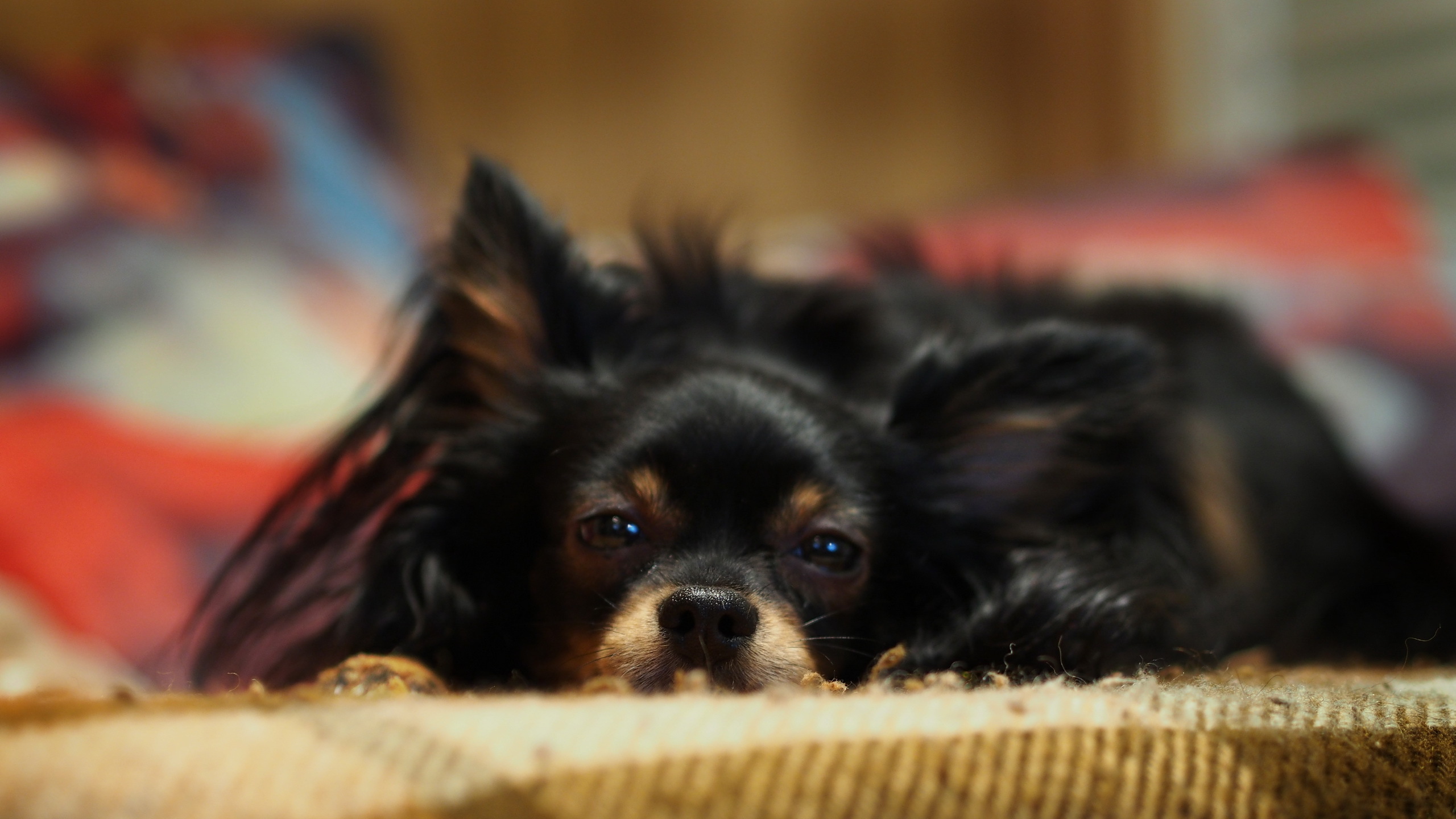 無料モバイル壁紙犬, 動物をダウンロードします。