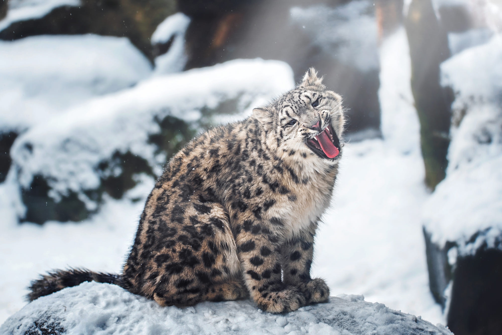 Download mobile wallpaper Winter, Cats, Snow Leopard, Snow, Animal for free.