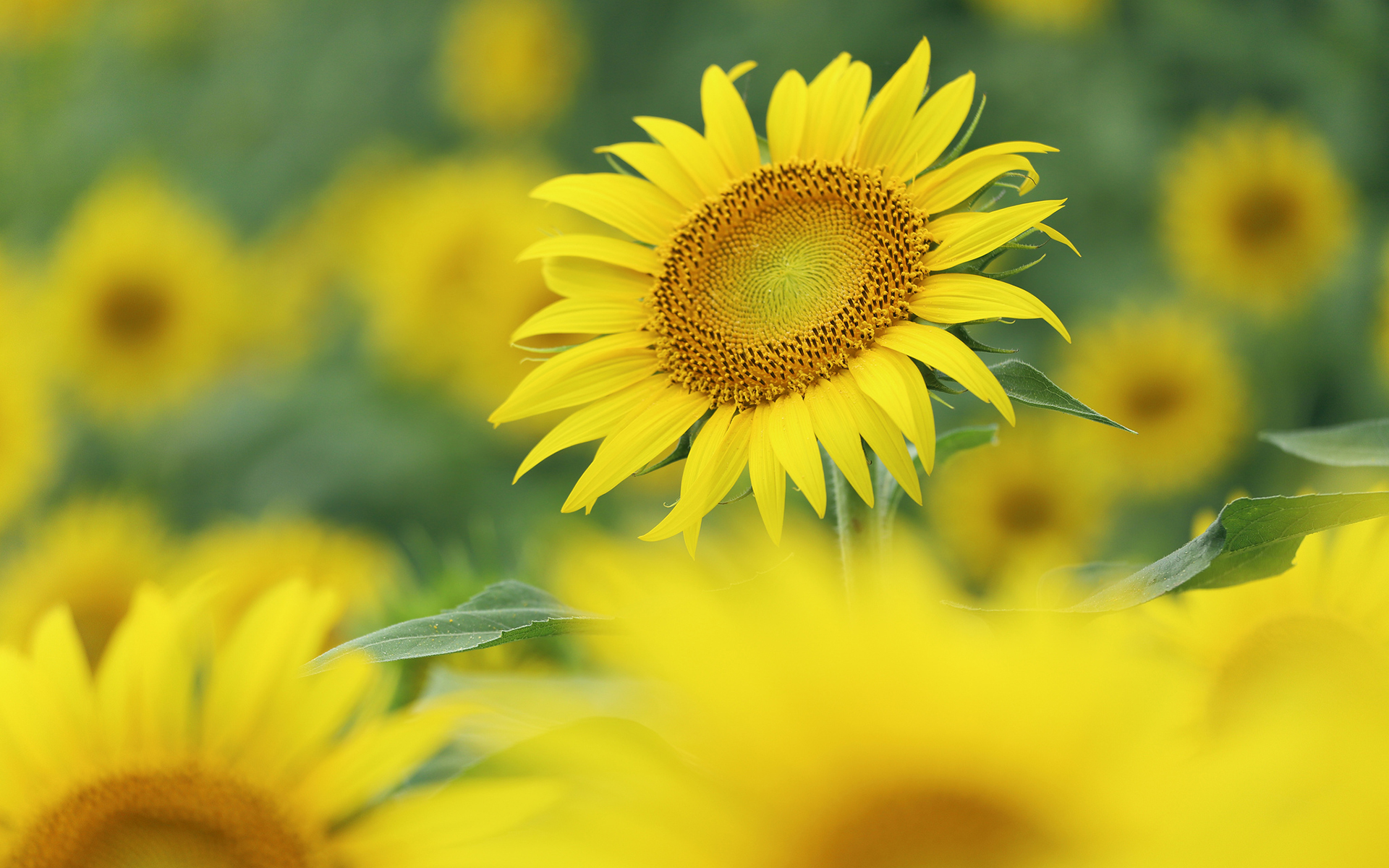 Baixe gratuitamente a imagem Girassol, Flores, Terra/natureza na área de trabalho do seu PC