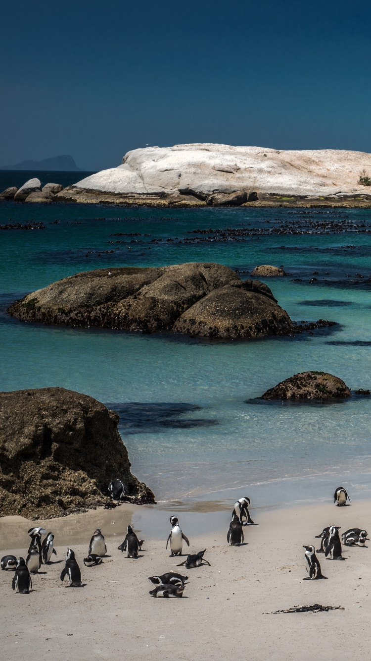 無料モバイル壁紙ペンギン, ビーチ, 海岸, ケープタウン, 南アフリカ, 写真撮影, ボルダーをダウンロードします。