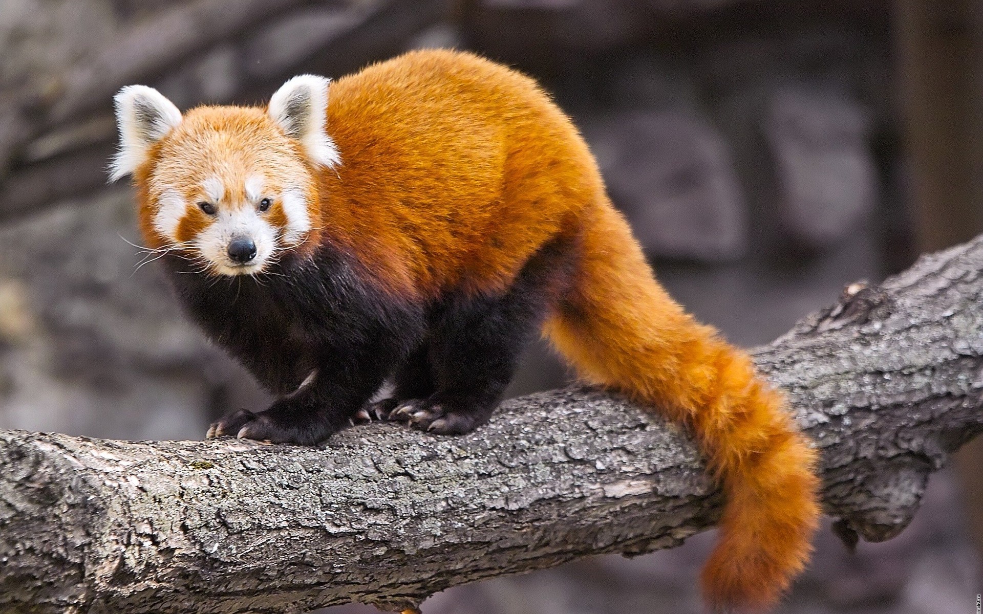 600619 Hintergrundbild herunterladen tiere, kleiner panda - Bildschirmschoner und Bilder kostenlos