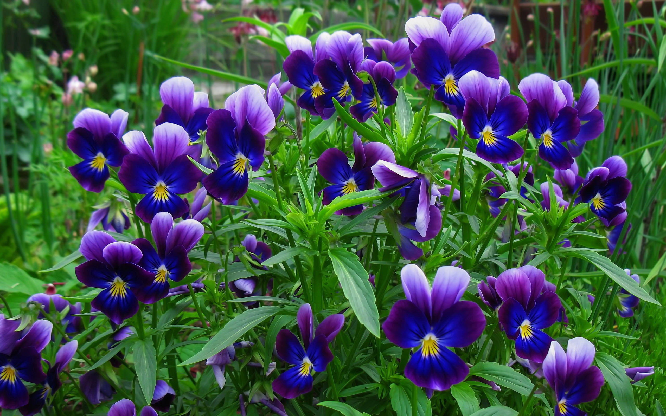 Descarga gratis la imagen Flores, Hierba, Flor, Flor Purpura, Tierra/naturaleza, Viola × Wittrockiana en el escritorio de tu PC