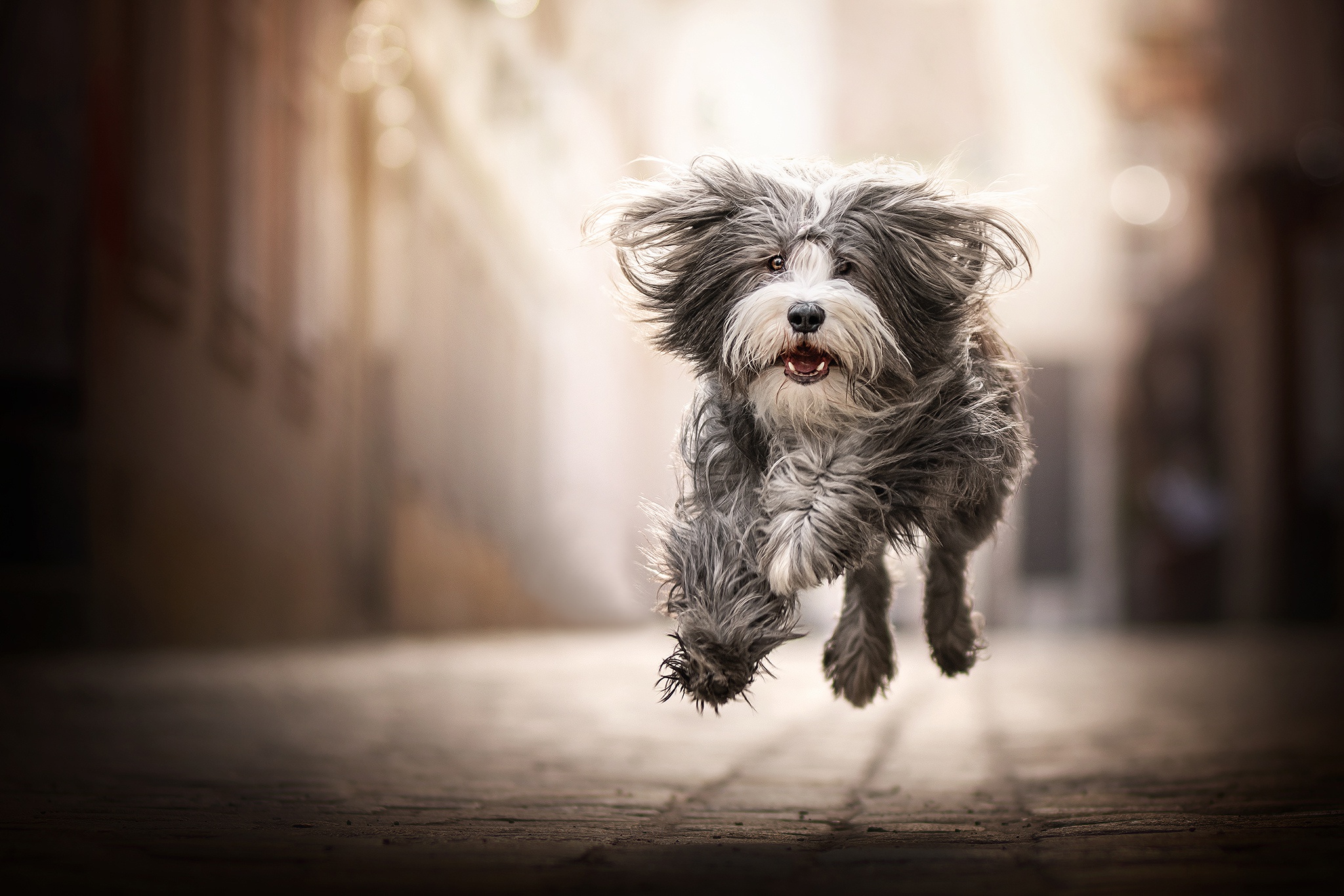 Free download wallpaper Dogs, Dog, Animal, Depth Of Field on your PC desktop