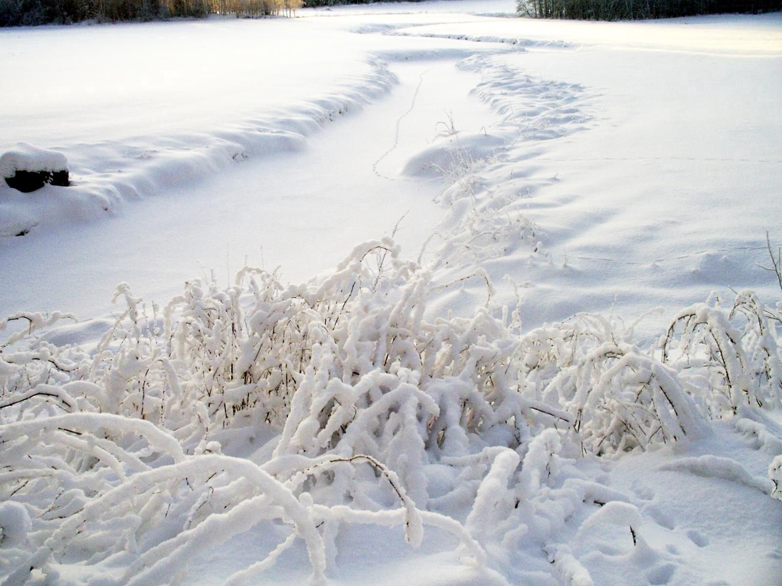 winter, nature, grass, snow, cover