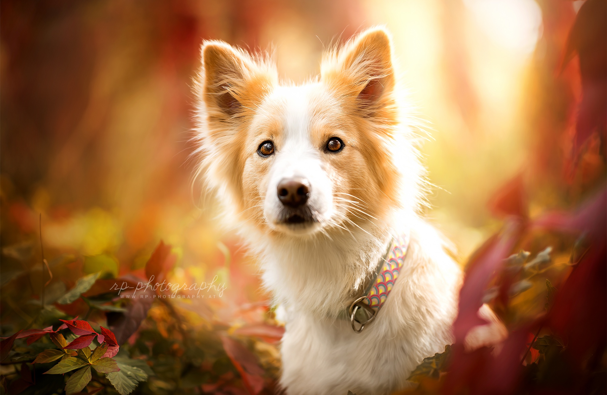Free download wallpaper Dogs, Dog, Animal, Cute, Border Collie on your PC desktop
