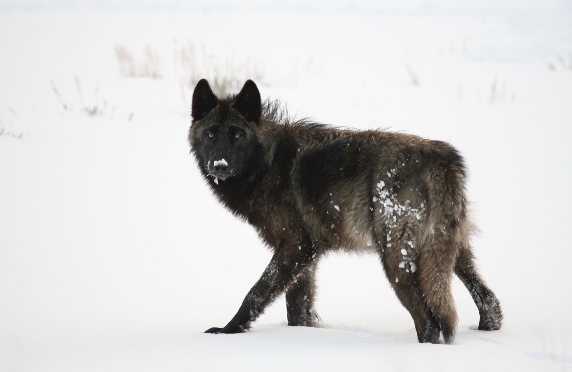 Download mobile wallpaper Snow, Wolf, Animal, Stare, Wolves for free.