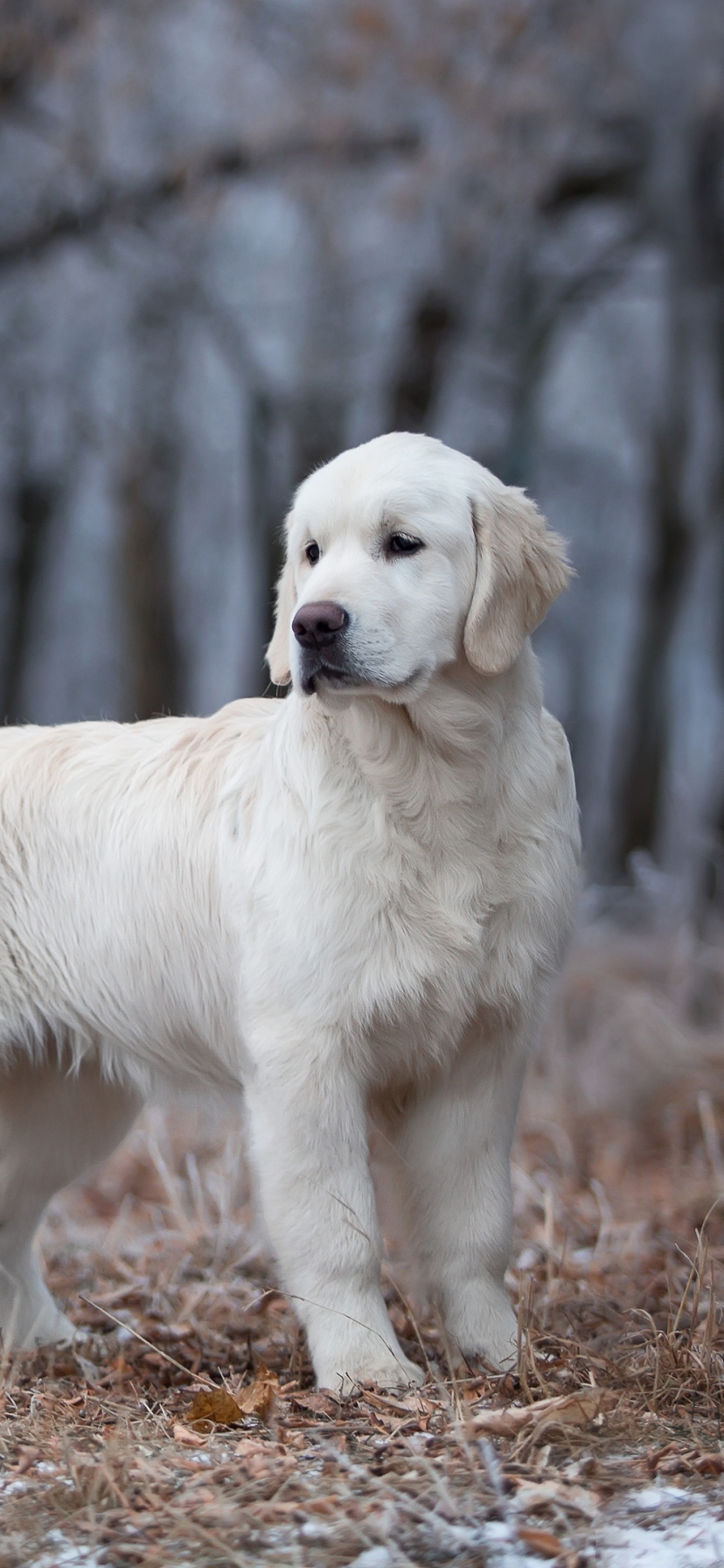 Baixar papel de parede para celular de Animais, Cães, Cão, Cachorro, Golden Retriever, Animal Bebê, Filhote gratuito.