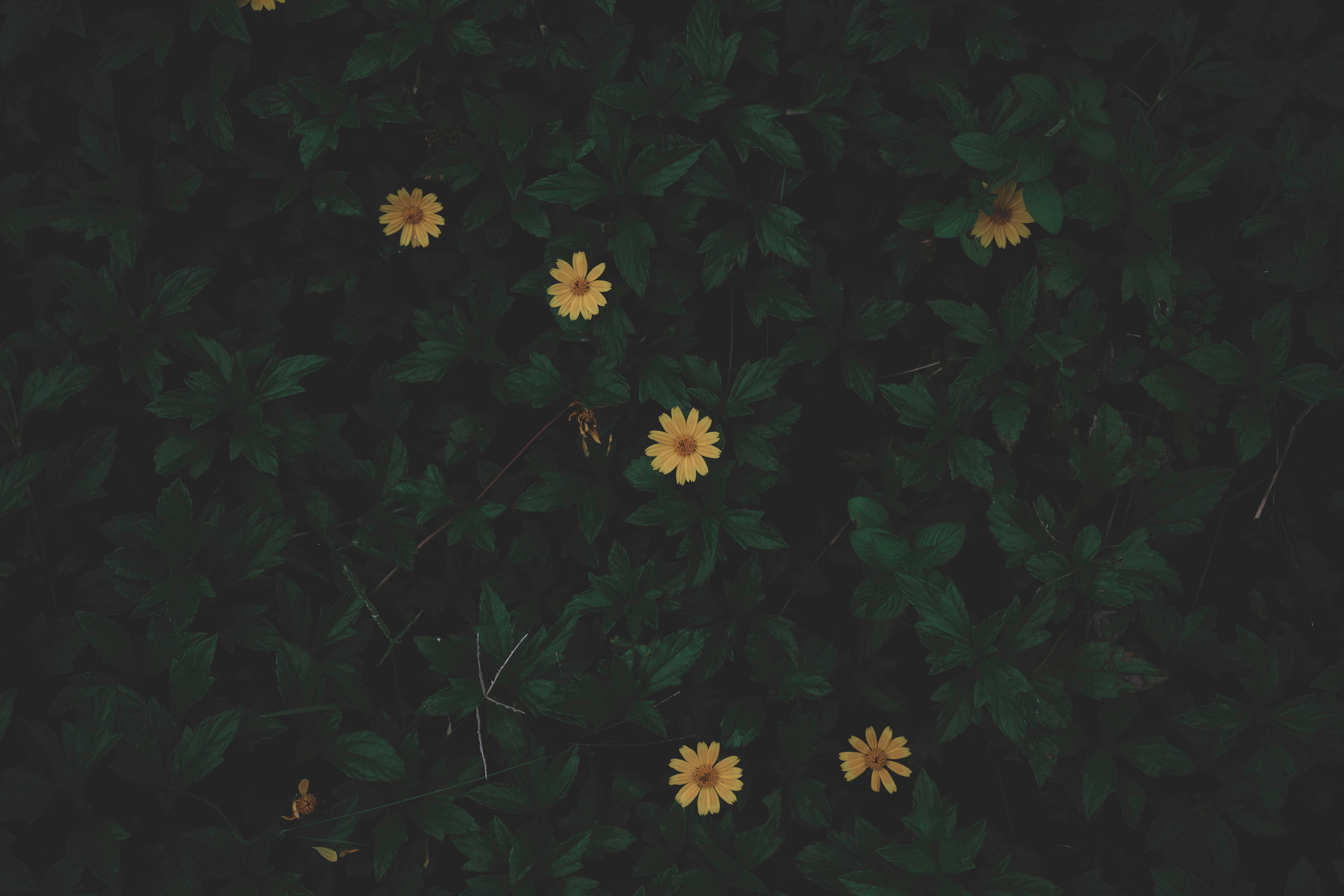 Free download wallpaper Flowers, Plant, Leaves, Dark on your PC desktop
