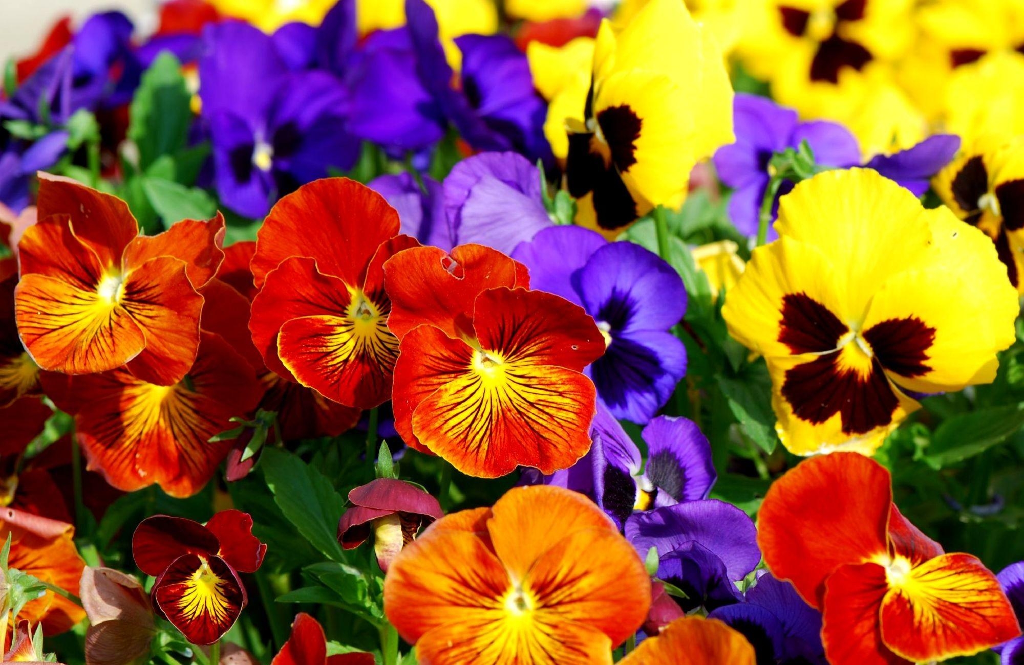 flowers, pansies, bright, multicolored Desktop Wallpaper