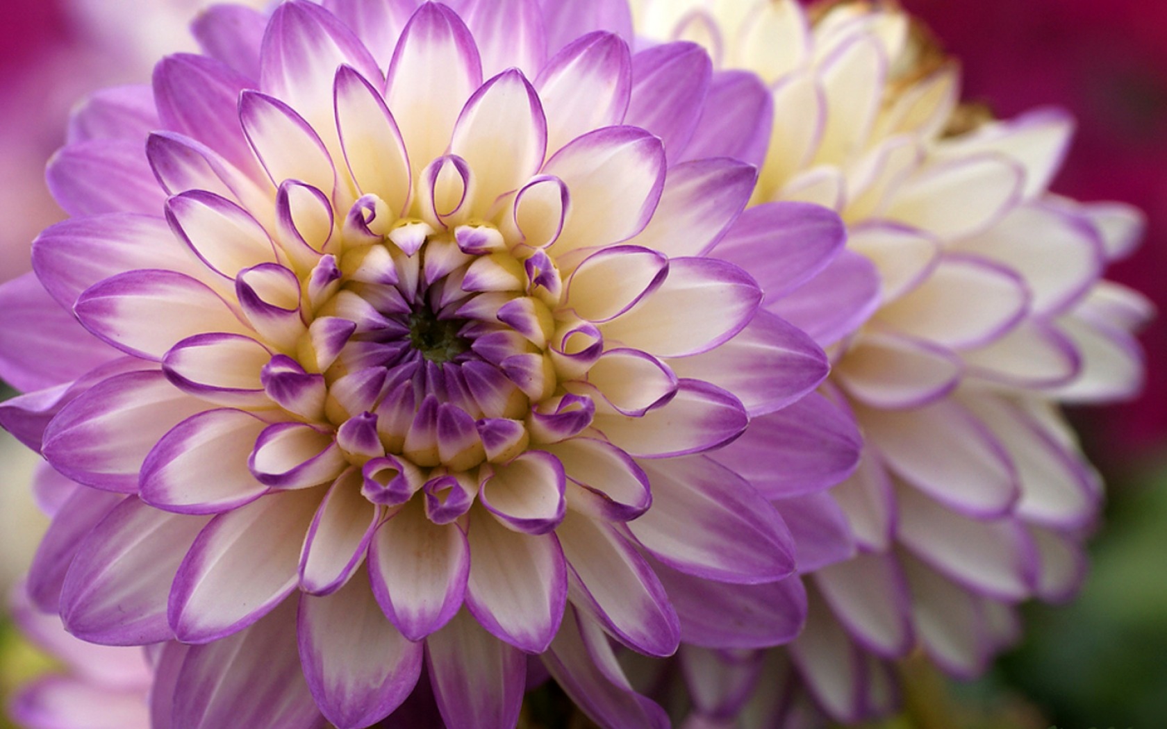 Download mobile wallpaper Flowers, Flower, Close Up, Earth, Dahlia, Purple Flower for free.