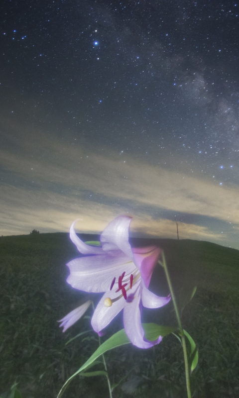 Download mobile wallpaper Flowers, Sky, Stars, Night, Earth, Milky Way, Lily for free.