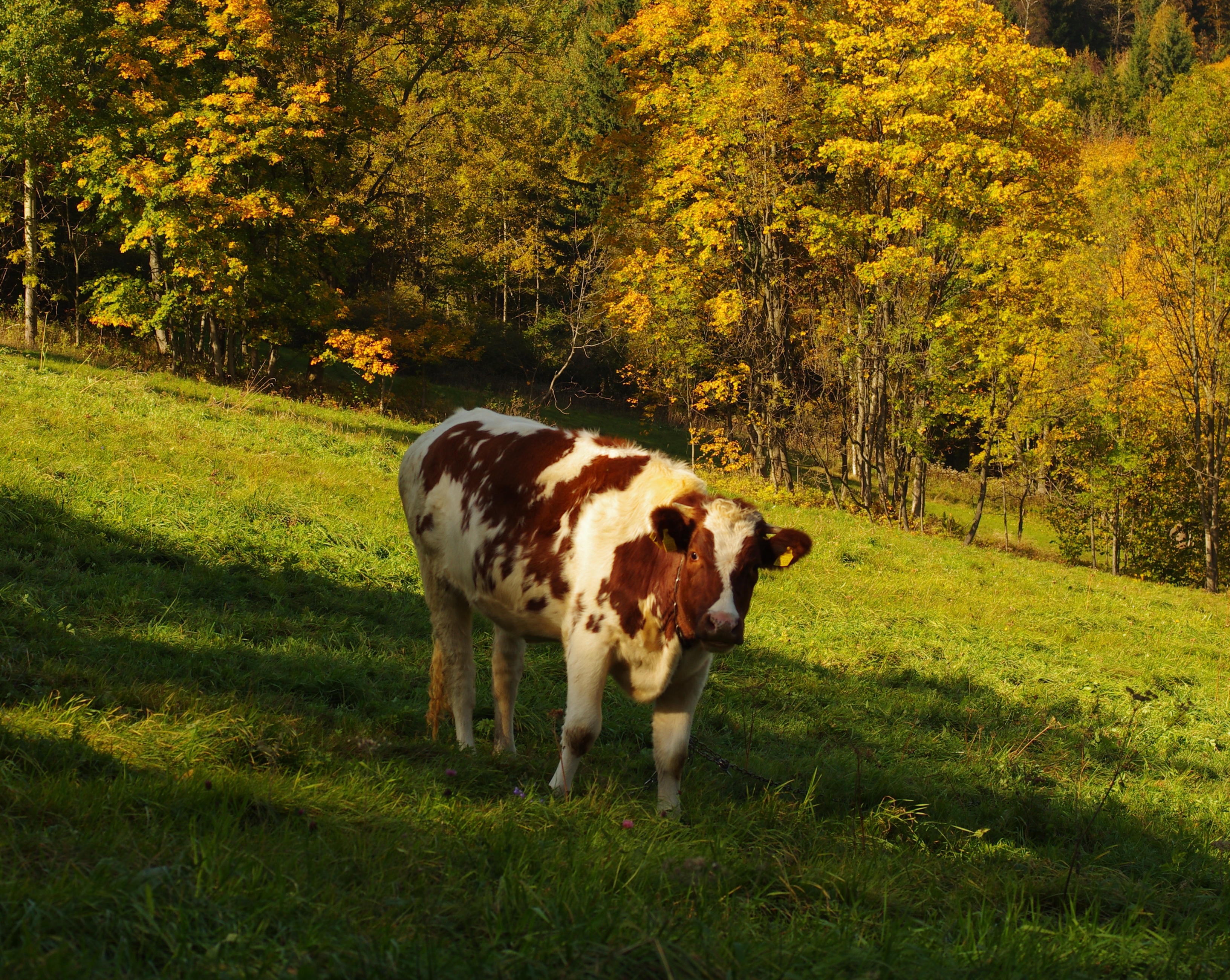 613970 скачать картинку корова, животные - обои и заставки бесплатно