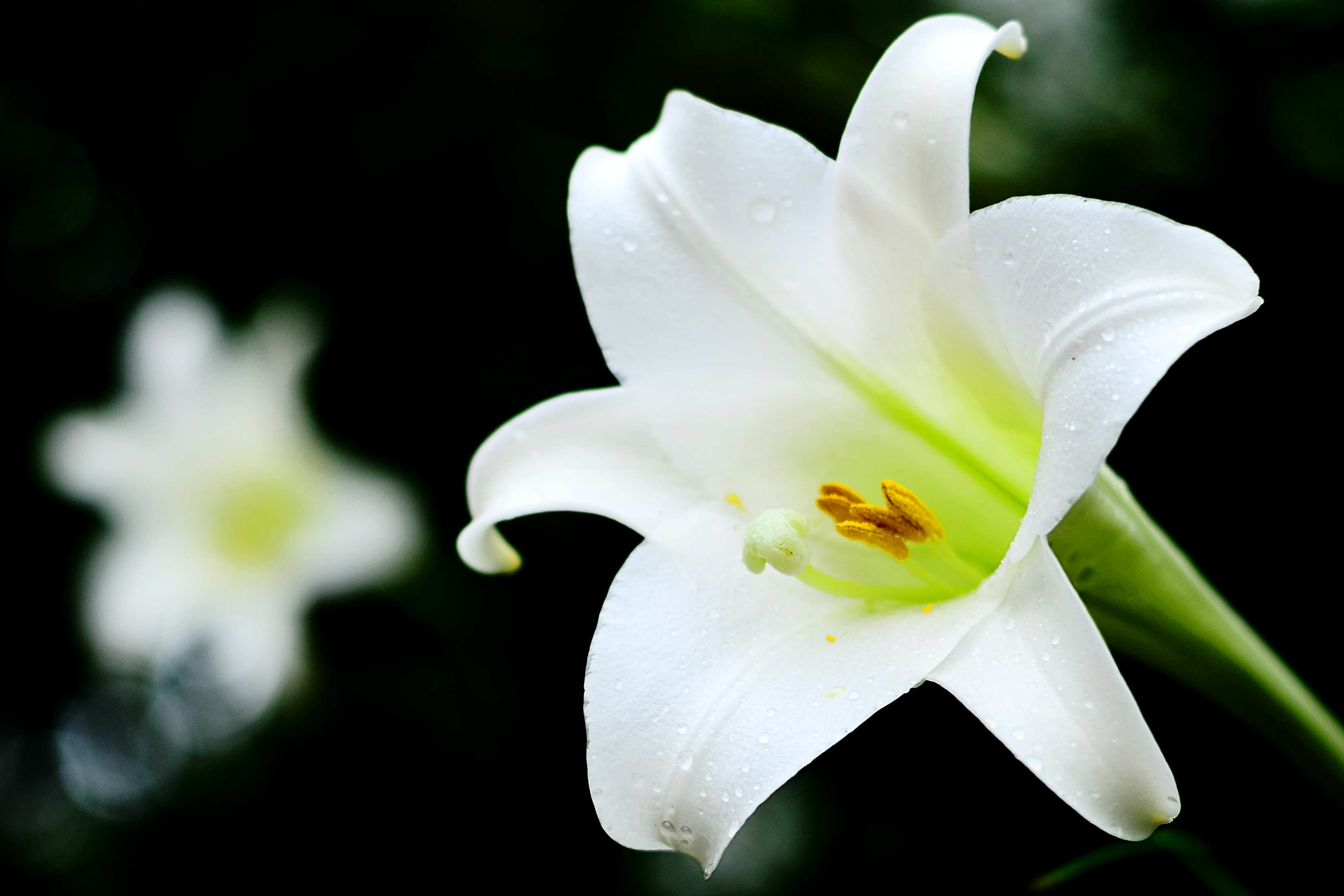 Laden Sie das Blumen, Blume, Makro, Lilie, Bokeh, Regentropfen, Erde/natur-Bild kostenlos auf Ihren PC-Desktop herunter