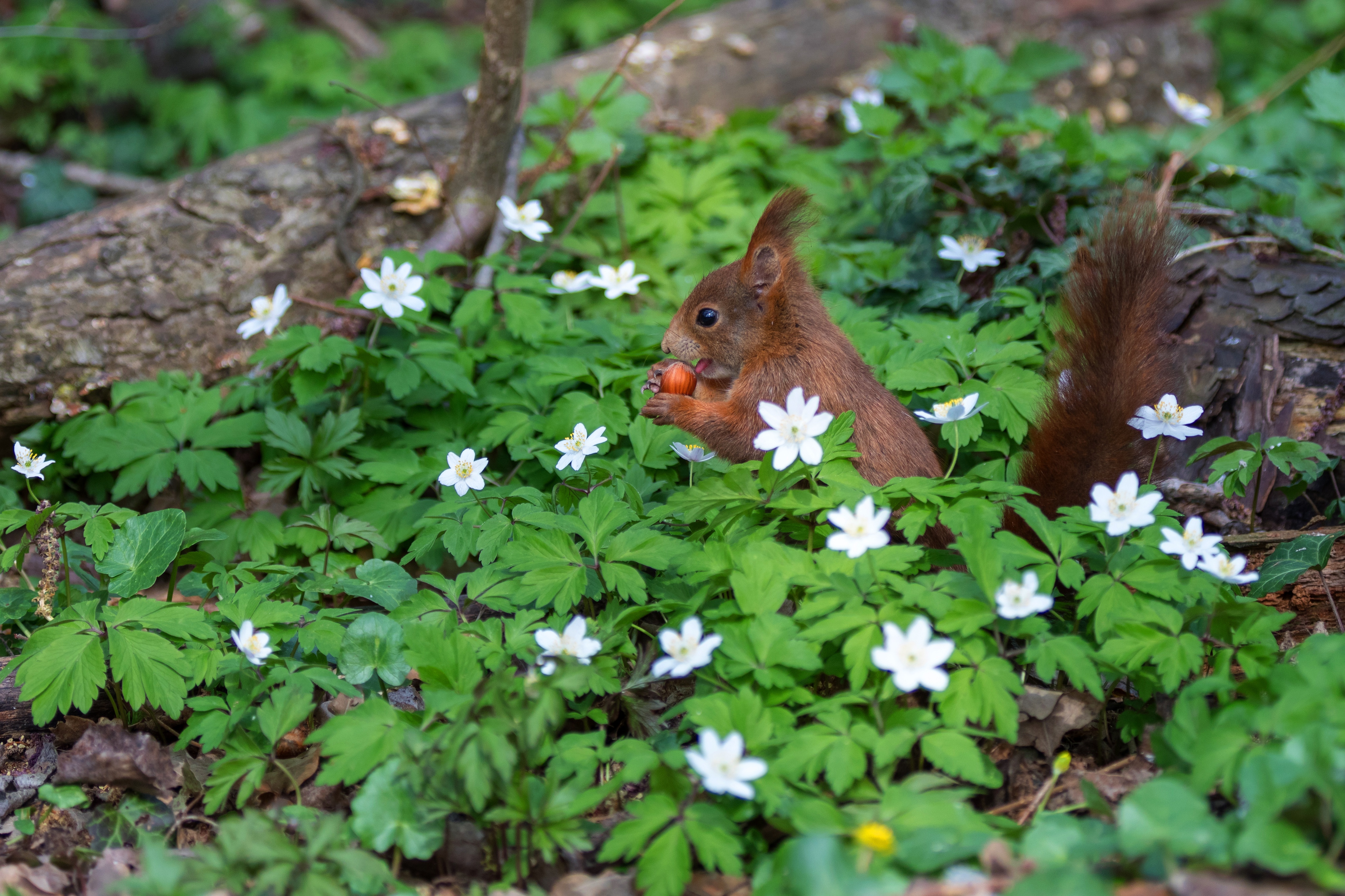 Laden Sie das Tiere, Eichhörnchen, Blume, Nagetier, Nuss-Bild kostenlos auf Ihren PC-Desktop herunter