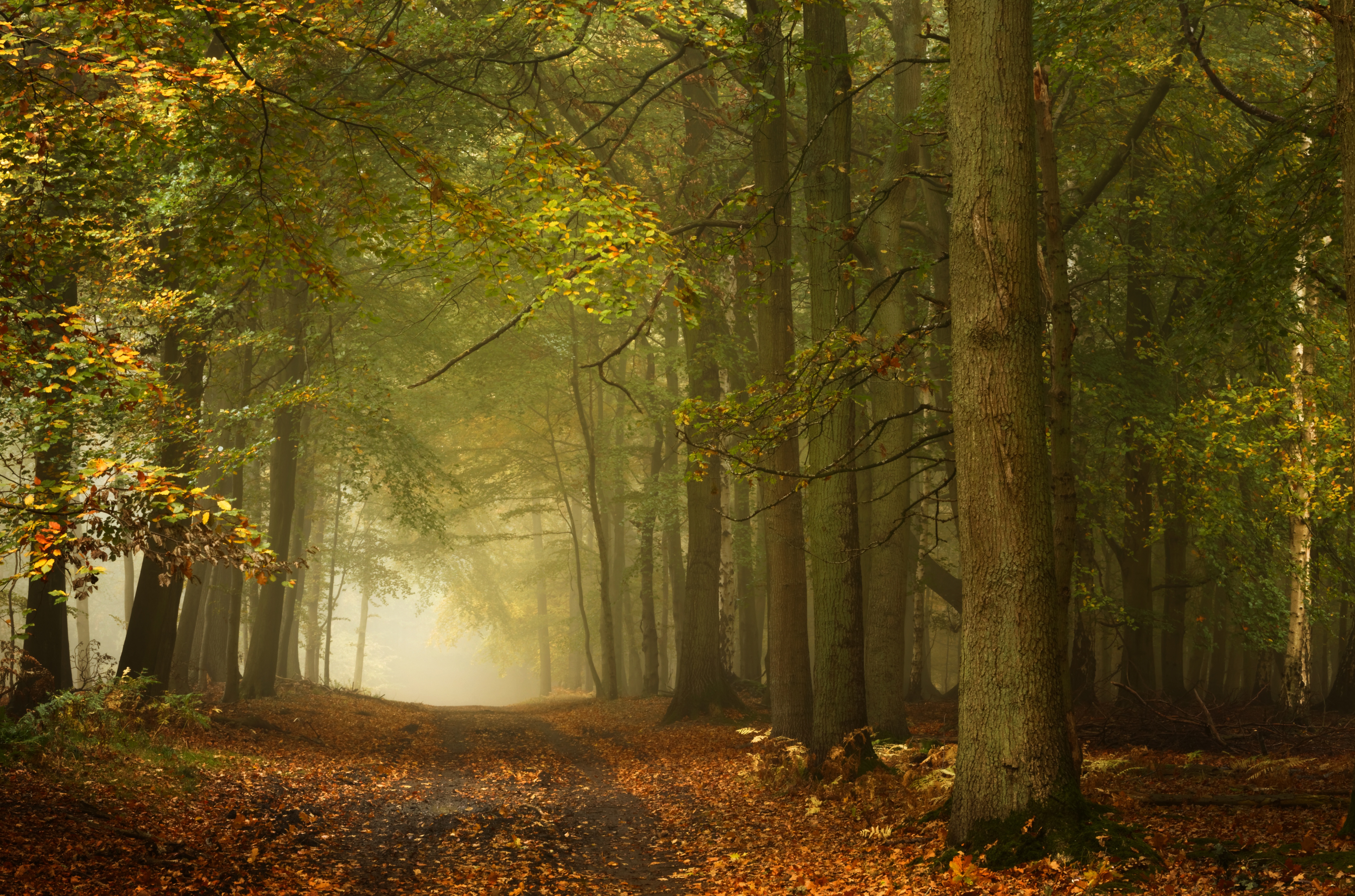 Download mobile wallpaper Nature, Forest, Tree, Fog, Earth, Path, Dirt Road for free.