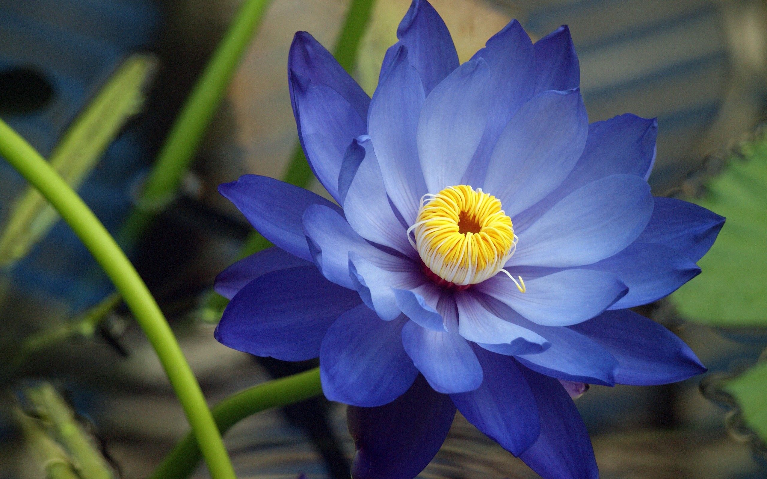 petals, blue, macro, flower Full HD