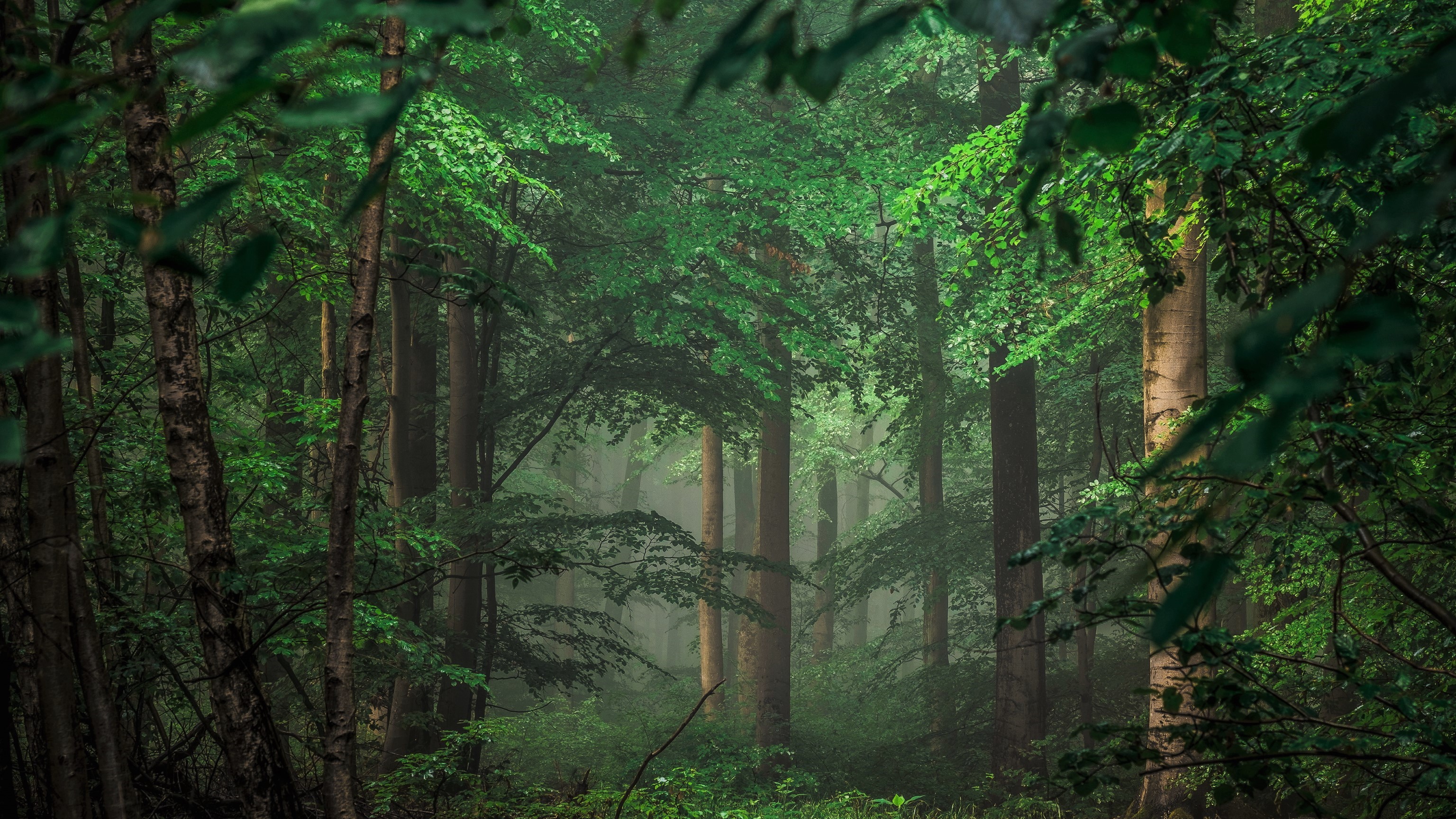 Téléchargez gratuitement l'image Forêt, Brouillard, Terre/nature sur le bureau de votre PC