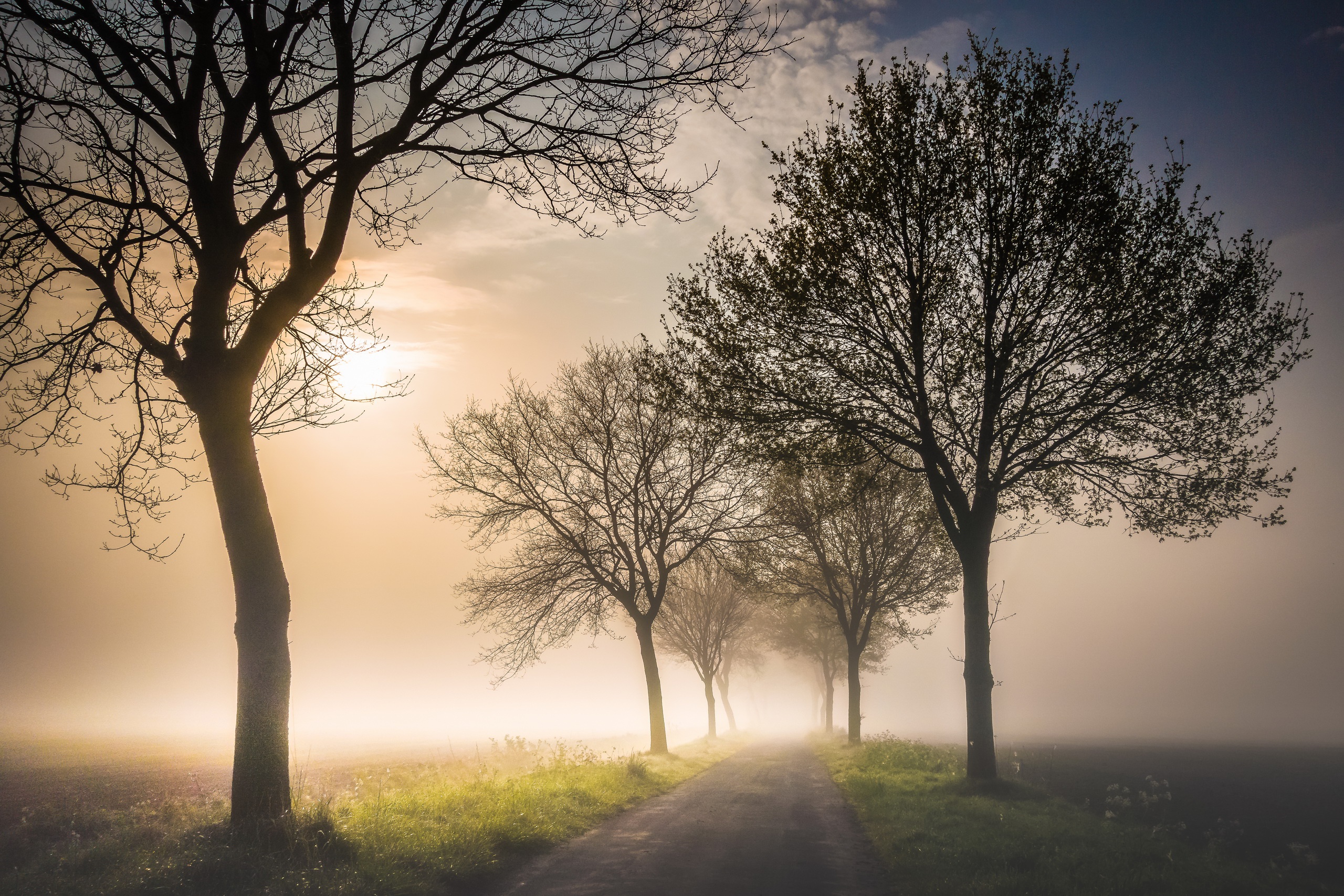 Download mobile wallpaper Nature, Road, Tree, Fog, Man Made for free.