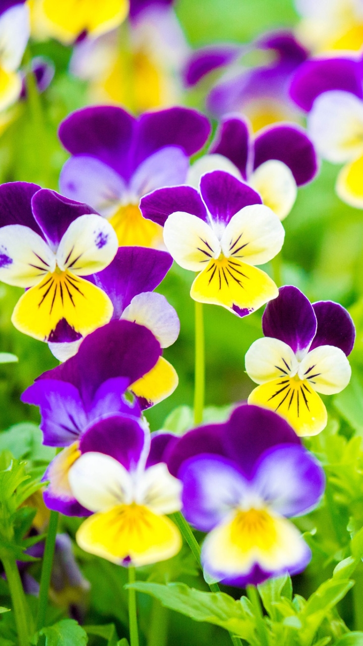無料モバイル壁紙自然, フラワーズ, パンジー, 花, 地球, 紫色の花をダウンロードします。