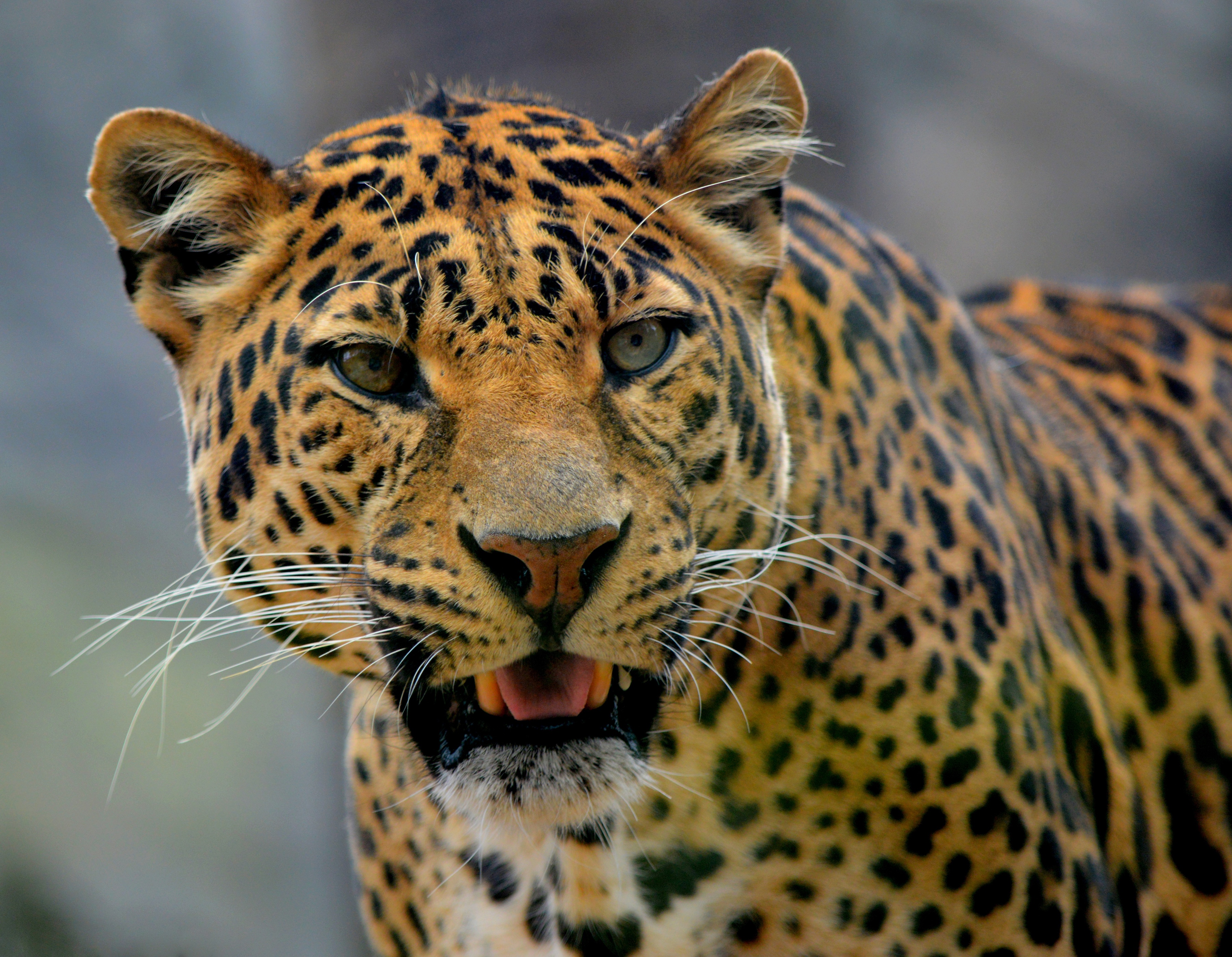 Download mobile wallpaper Cats, Leopard, Animal for free.