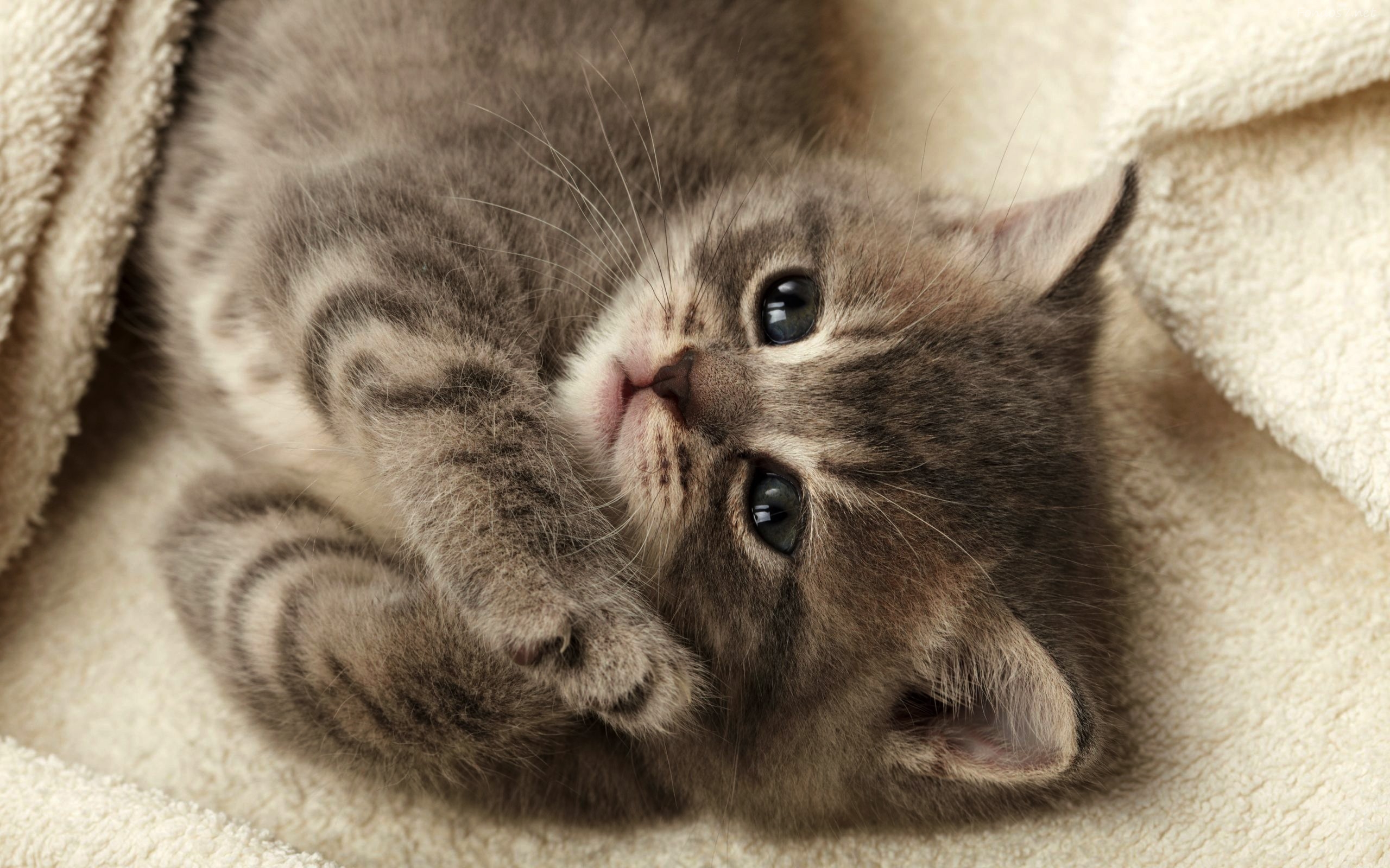 Baixe gratuitamente a imagem Animais, Gato na área de trabalho do seu PC