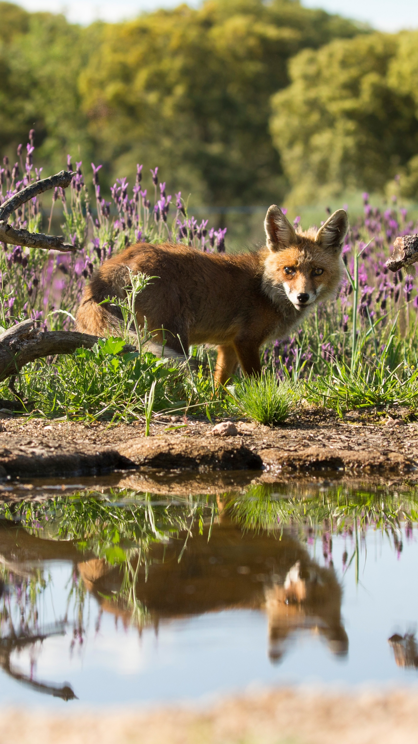 Download mobile wallpaper Fox, Reflection, Animal, Stare for free.