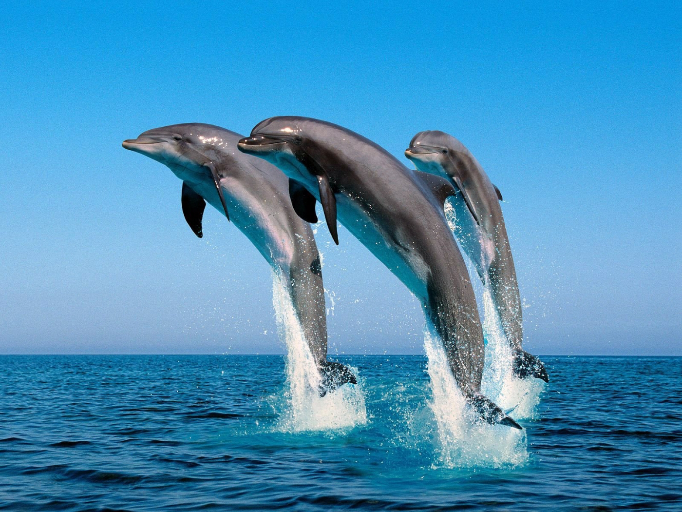 34389 descargar fondo de pantalla delfines, animales, azul: protectores de pantalla e imágenes gratis