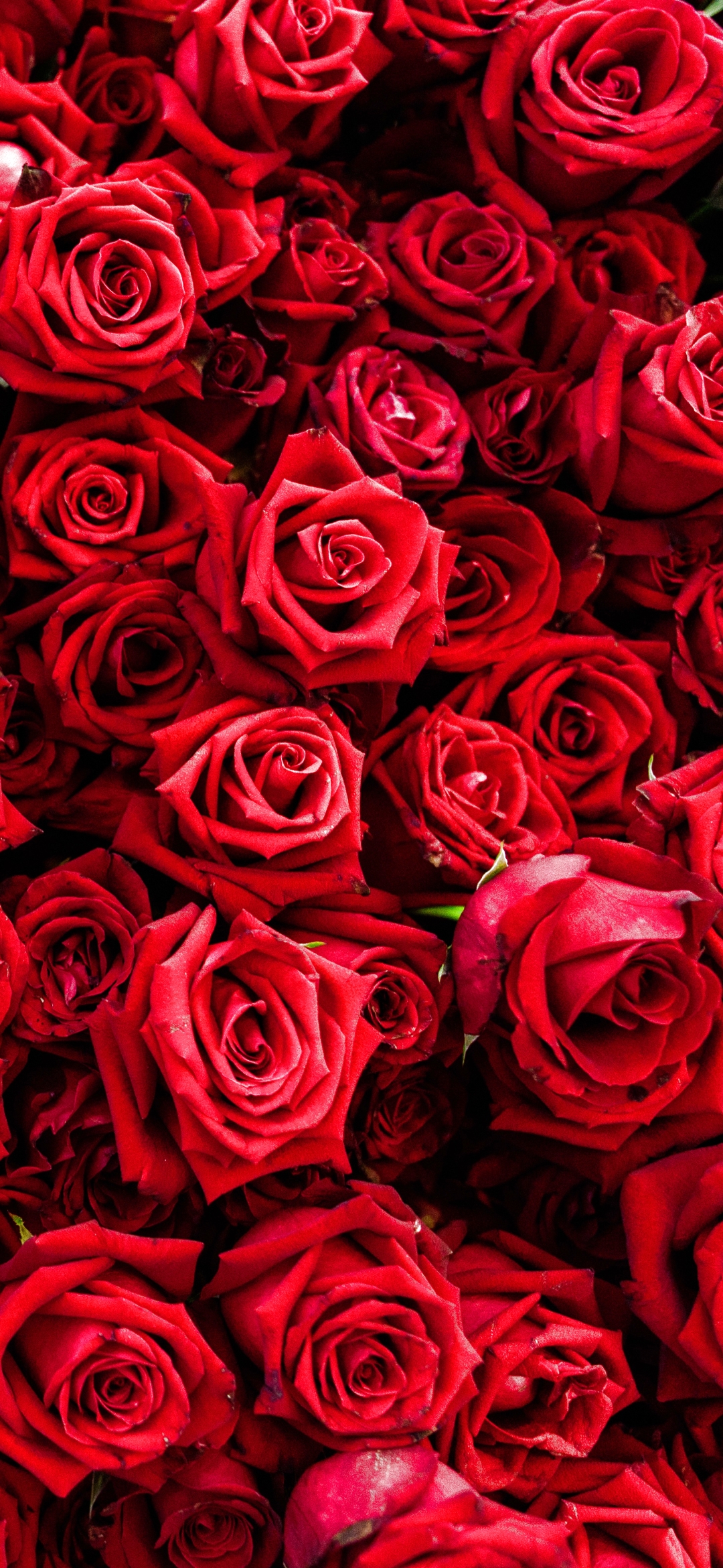 Download mobile wallpaper Flowers, Flower, Rose, Earth, Red Flower for free.