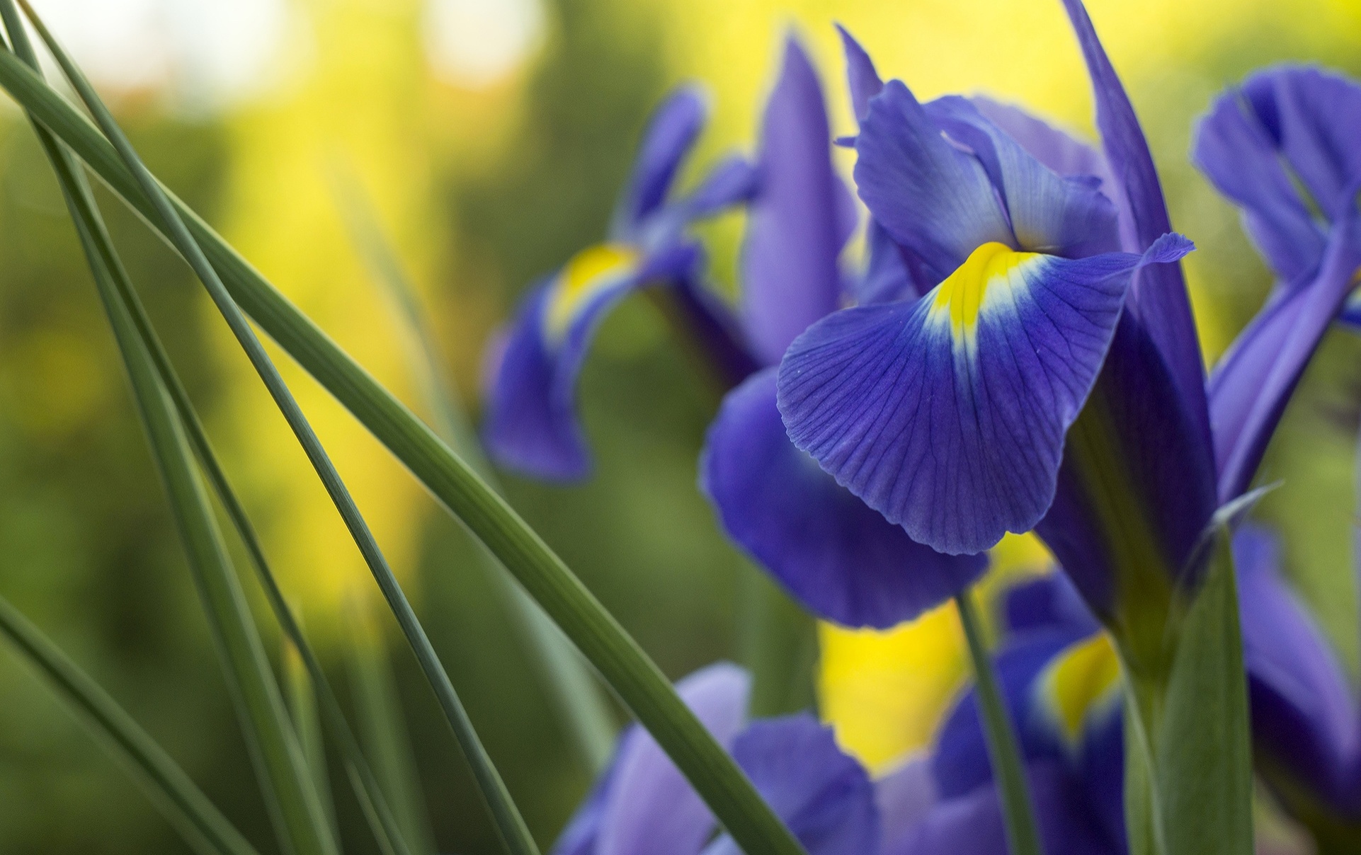 Download mobile wallpaper Flowers, Iris, Flower, Macro, Earth, Blue Flower for free.