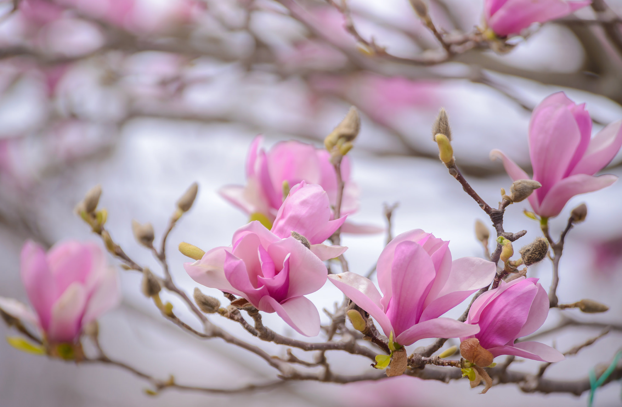 Download mobile wallpaper Nature, Flowers, Blur, Branch, Earth, Spring, Blossom, Pink Flower for free.