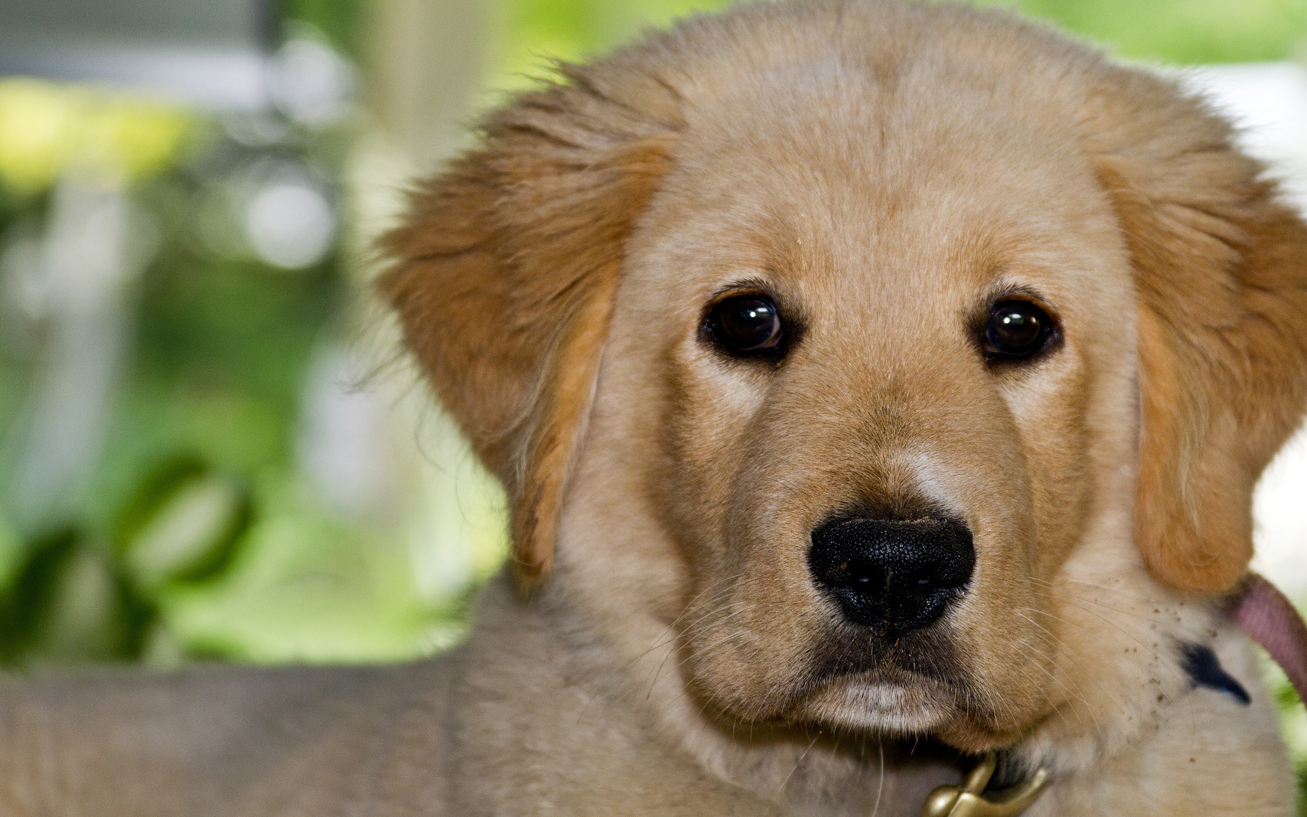 無料モバイル壁紙犬, 動物をダウンロードします。