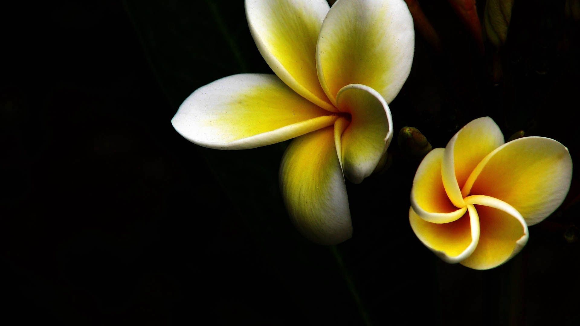 Laden Sie das Blütenblätter, Blumen, Dunkel, Hintergrund-Bild kostenlos auf Ihren PC-Desktop herunter