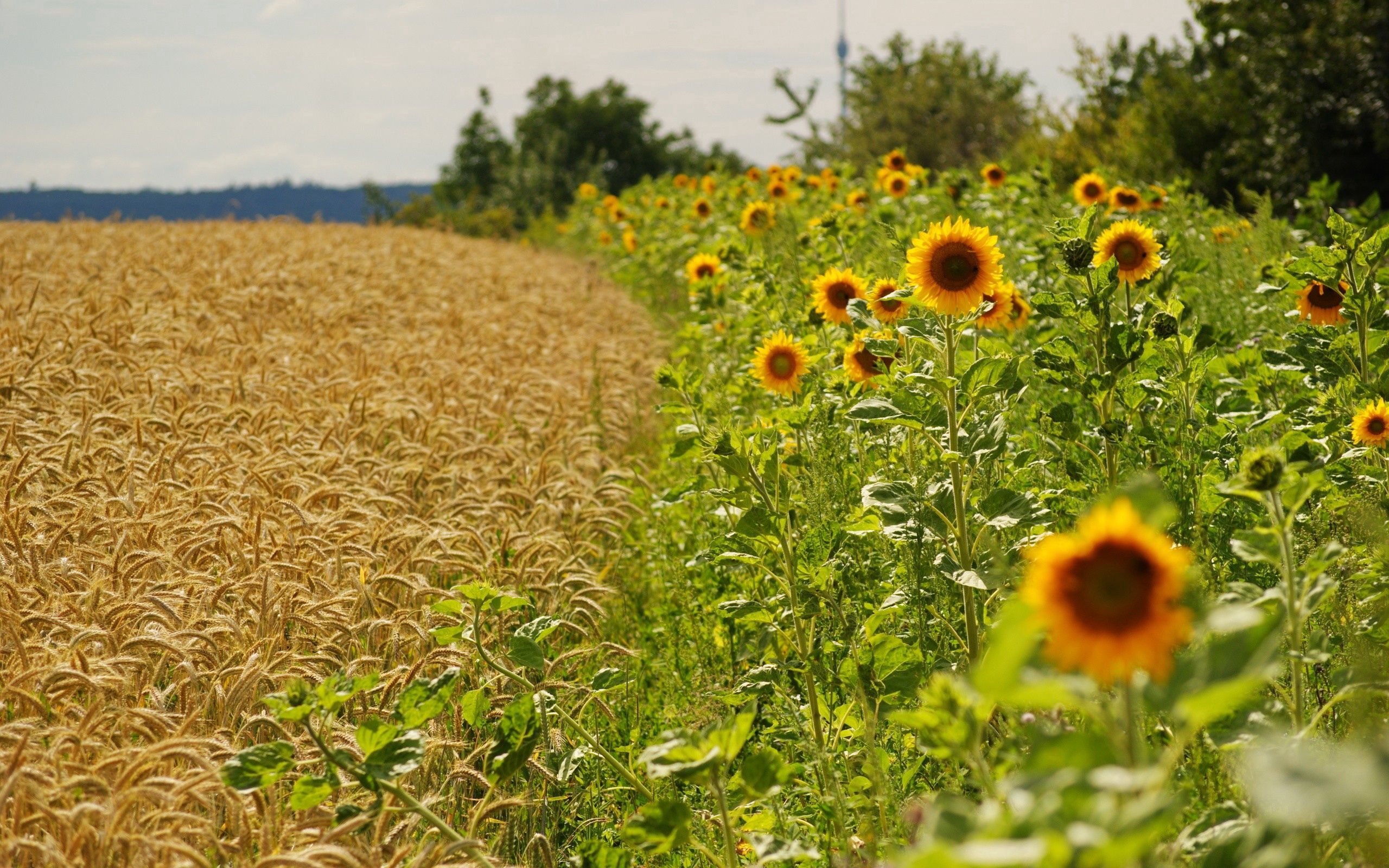 Free download wallpaper Nature, Grass, Sky, Field, Sunflowers on your PC desktop