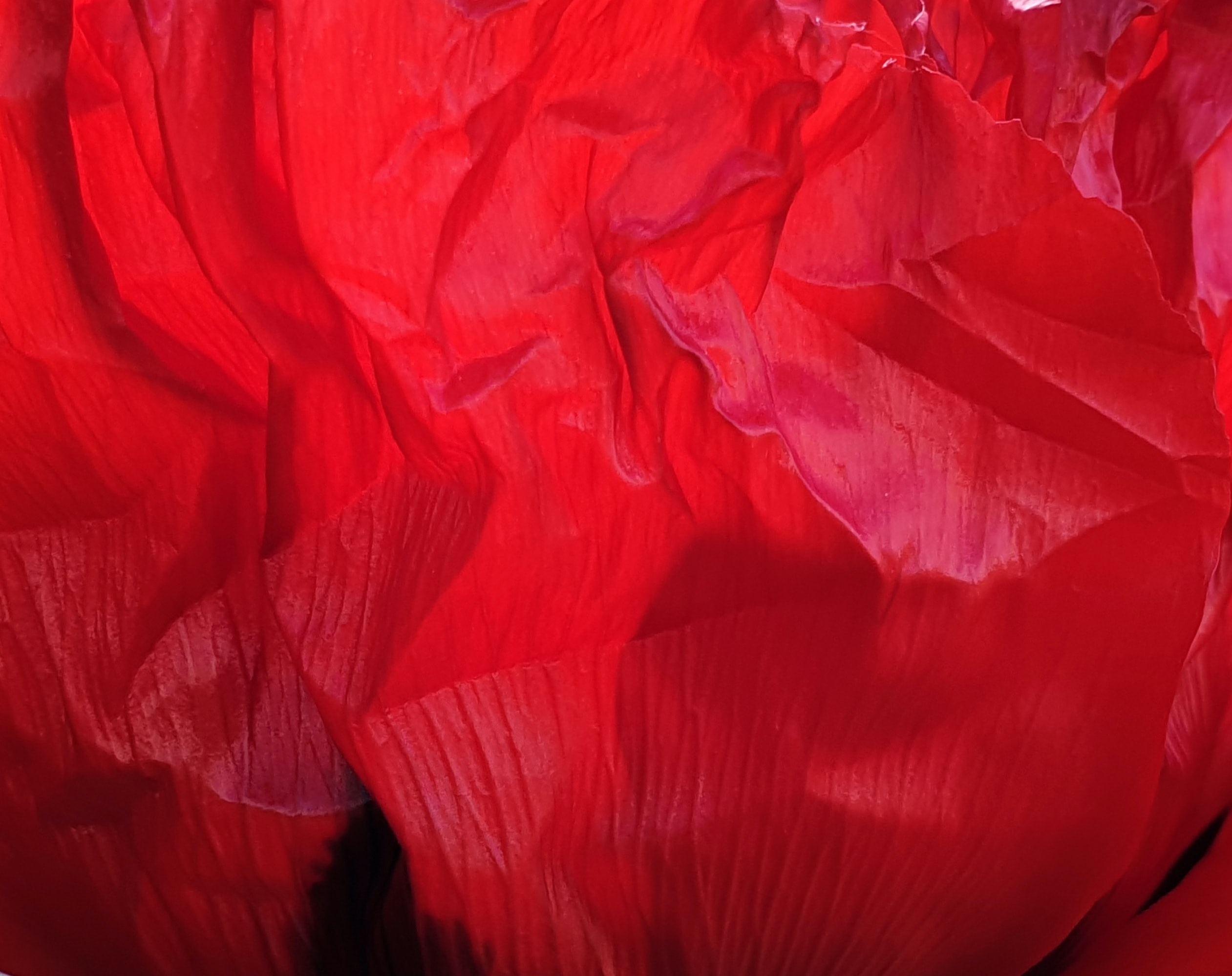 97592 baixar papel de parede vermelho, flor, pétalas, textura, texturas, amassado - protetores de tela e imagens gratuitamente