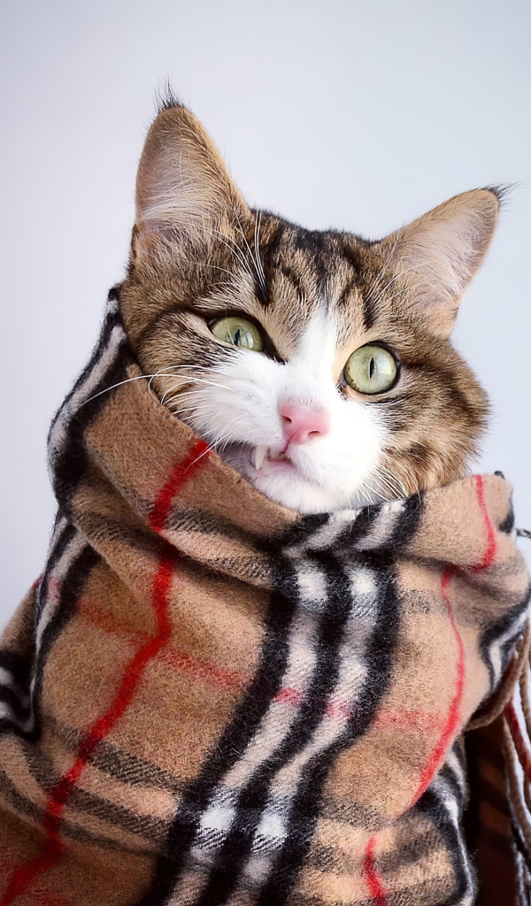 Download mobile wallpaper Cats, Cat, Animal, Scarf for free.