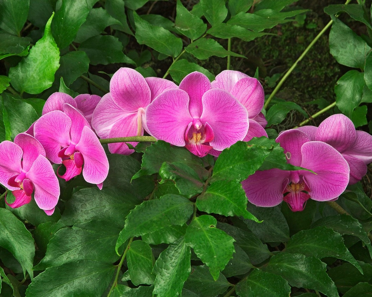 Descarga gratuita de fondo de pantalla para móvil de Flor, Flor Rosa, Orquídea, Tierra/naturaleza.